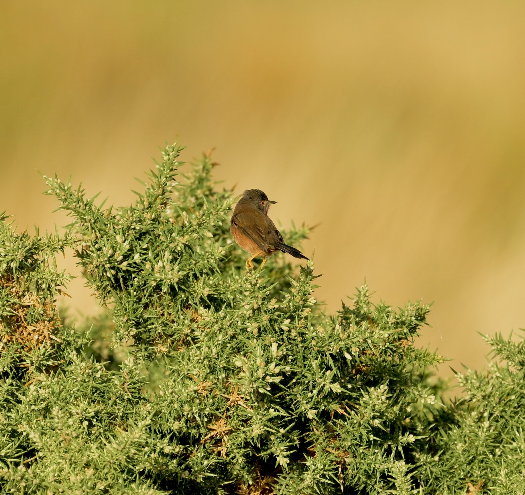 Dartford Warbler - 21-10-2026