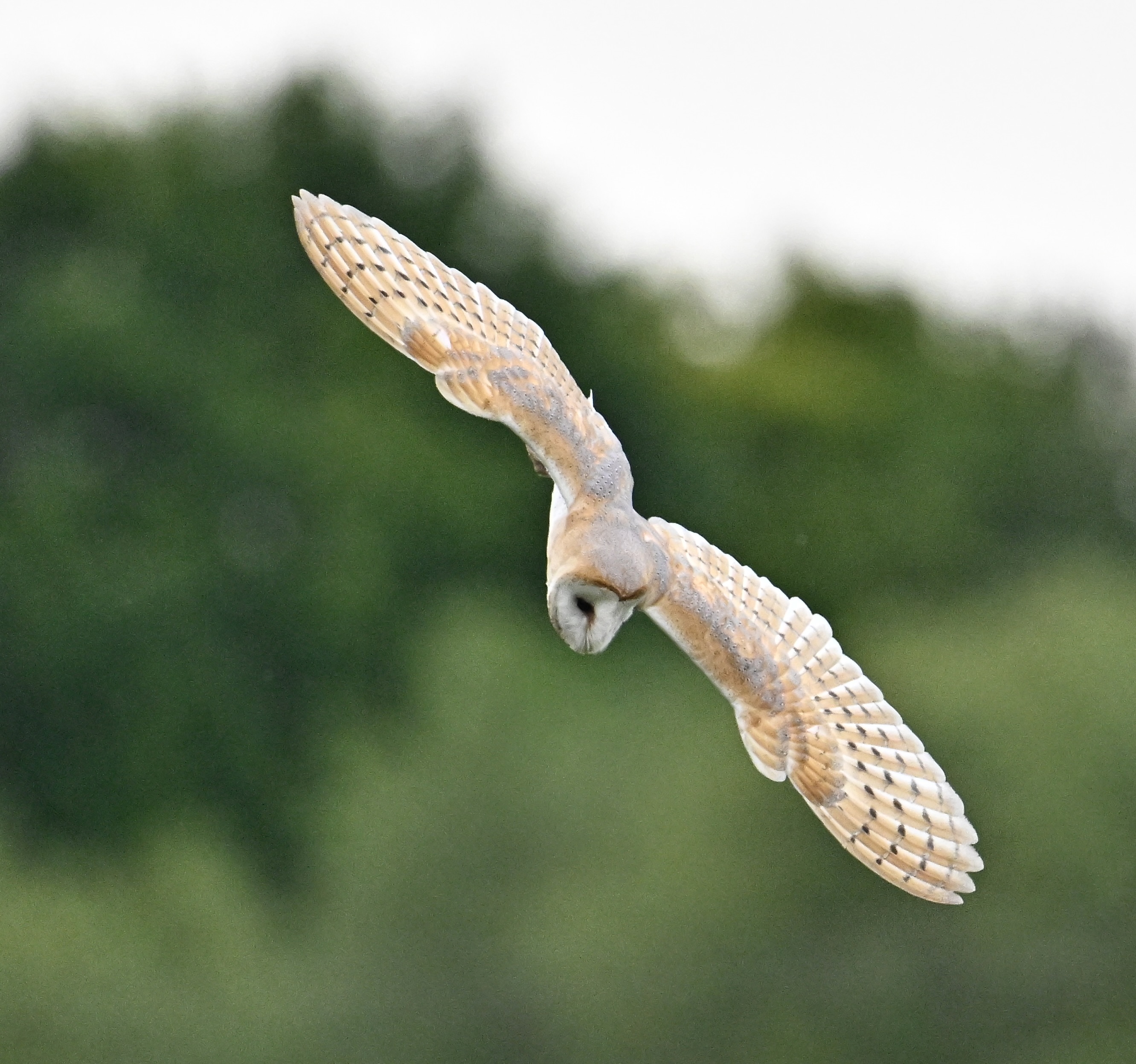 Barn Owl - 03-06-2024