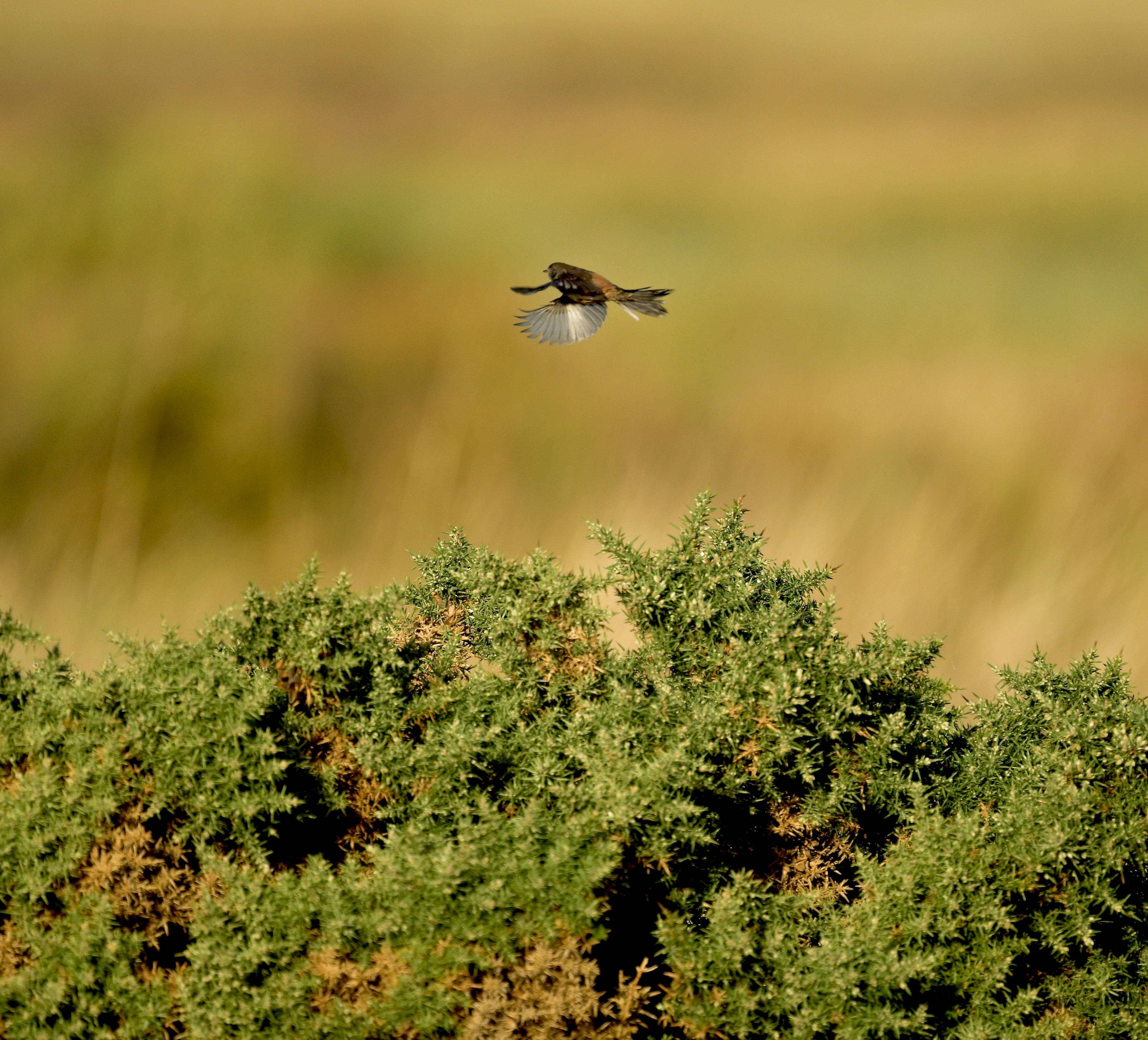Dartford Warbler - 21-10-2026