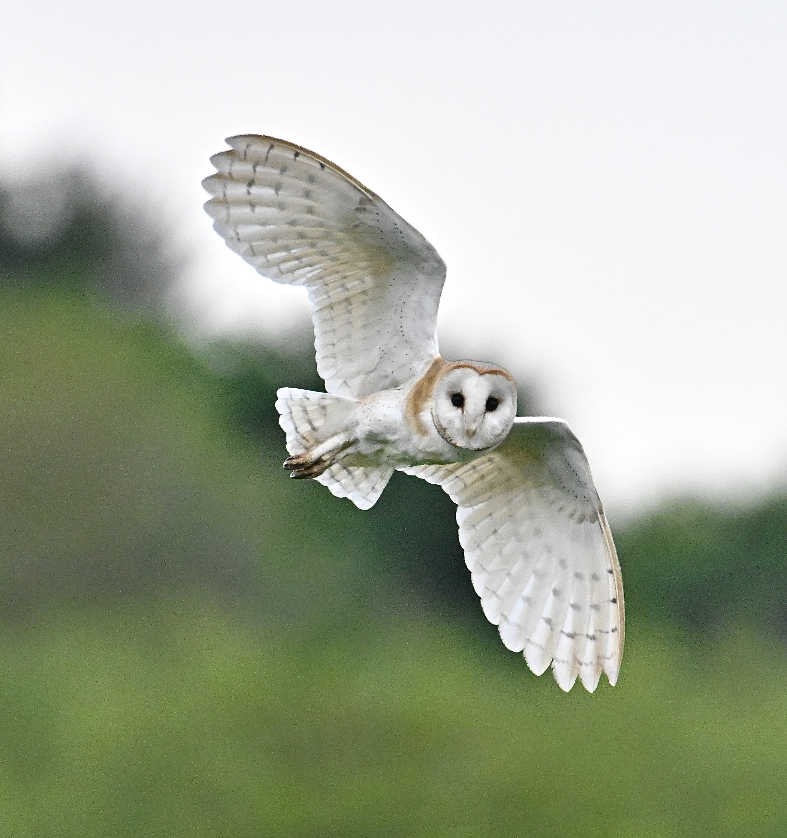 Barn Owl - 03-06-2024