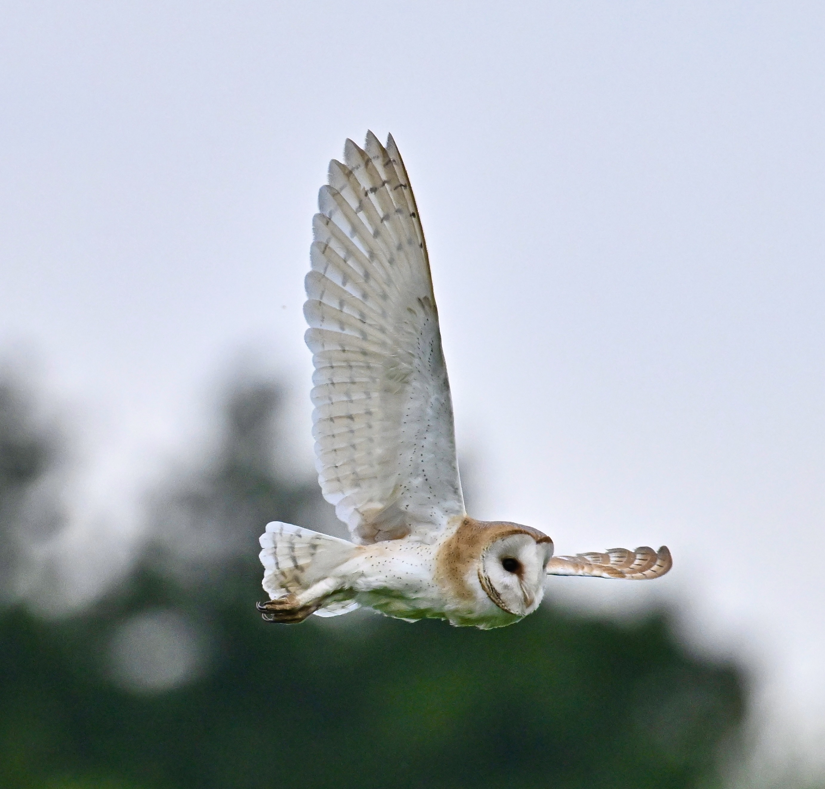 Barn Owl - 03-06-2024