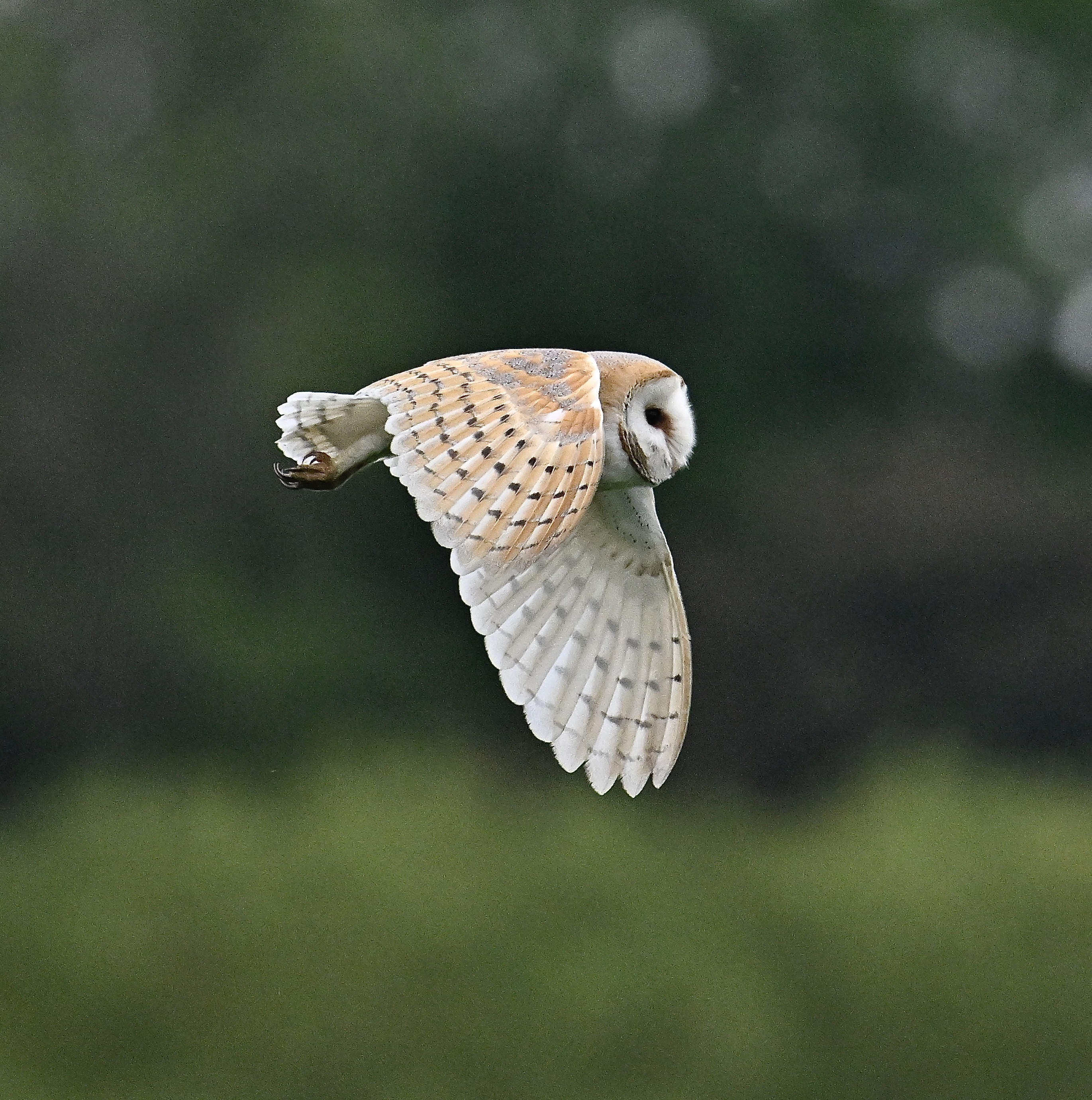 Barn Owl - 03-06-2024