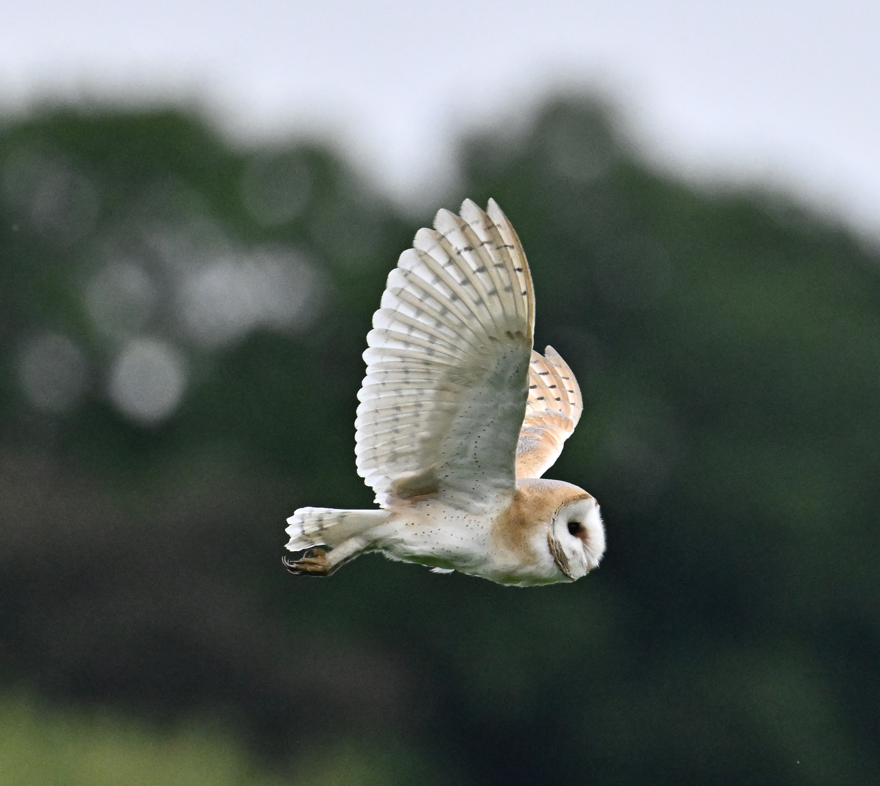 Barn Owl - 03-06-2024