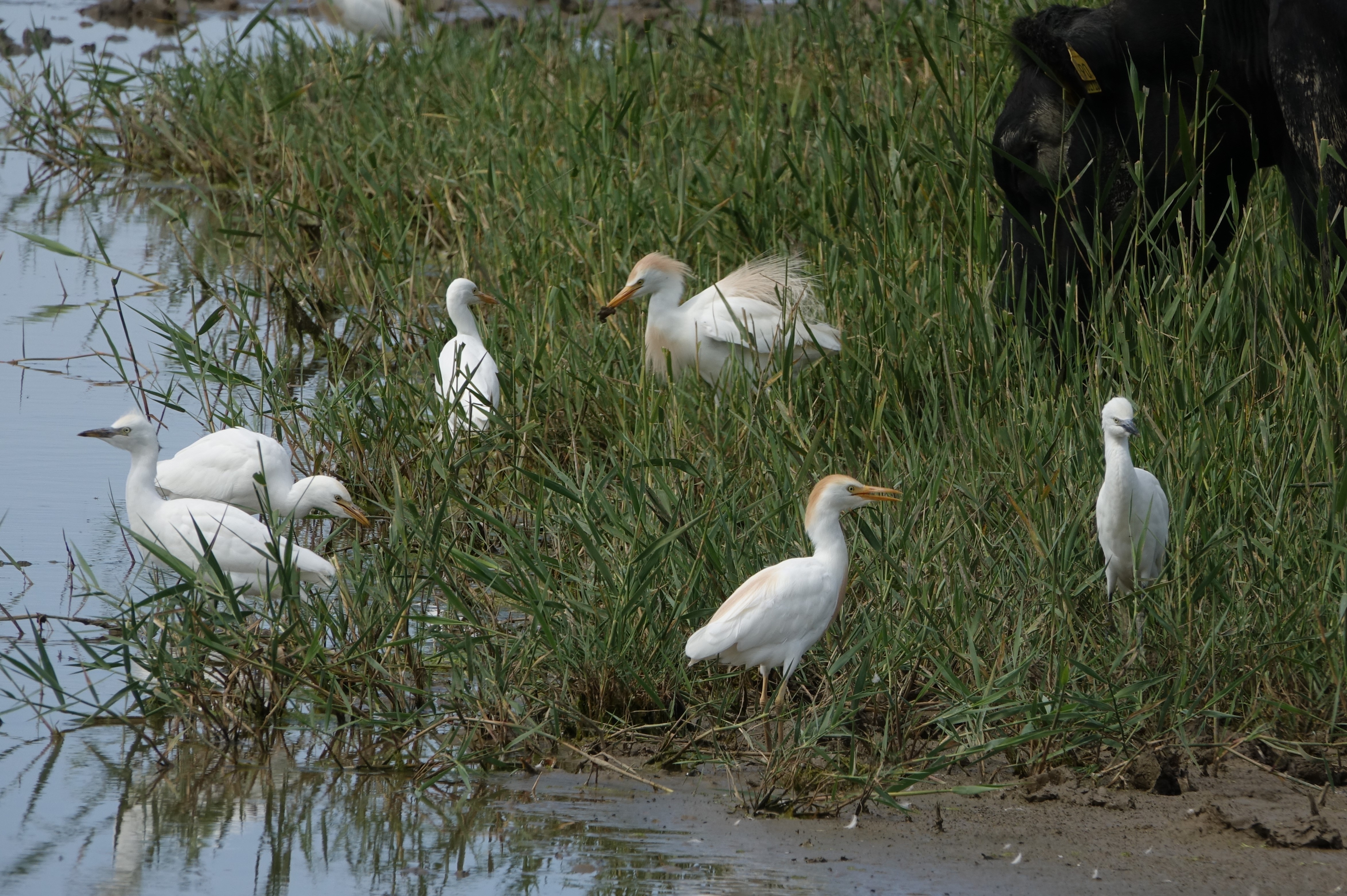 Cattle Egret - 28-07-2024