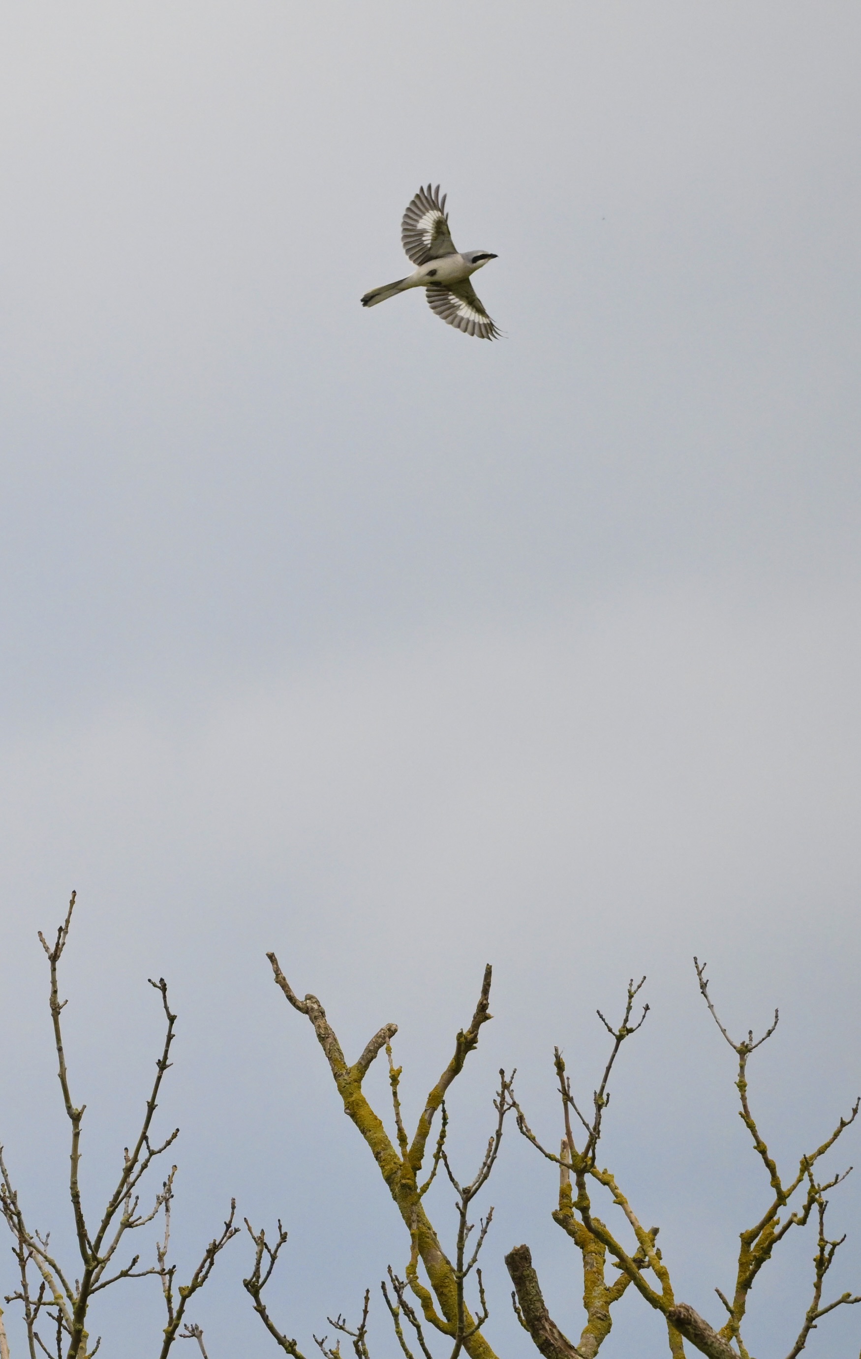Great Grey Shrike - 21-10-2025