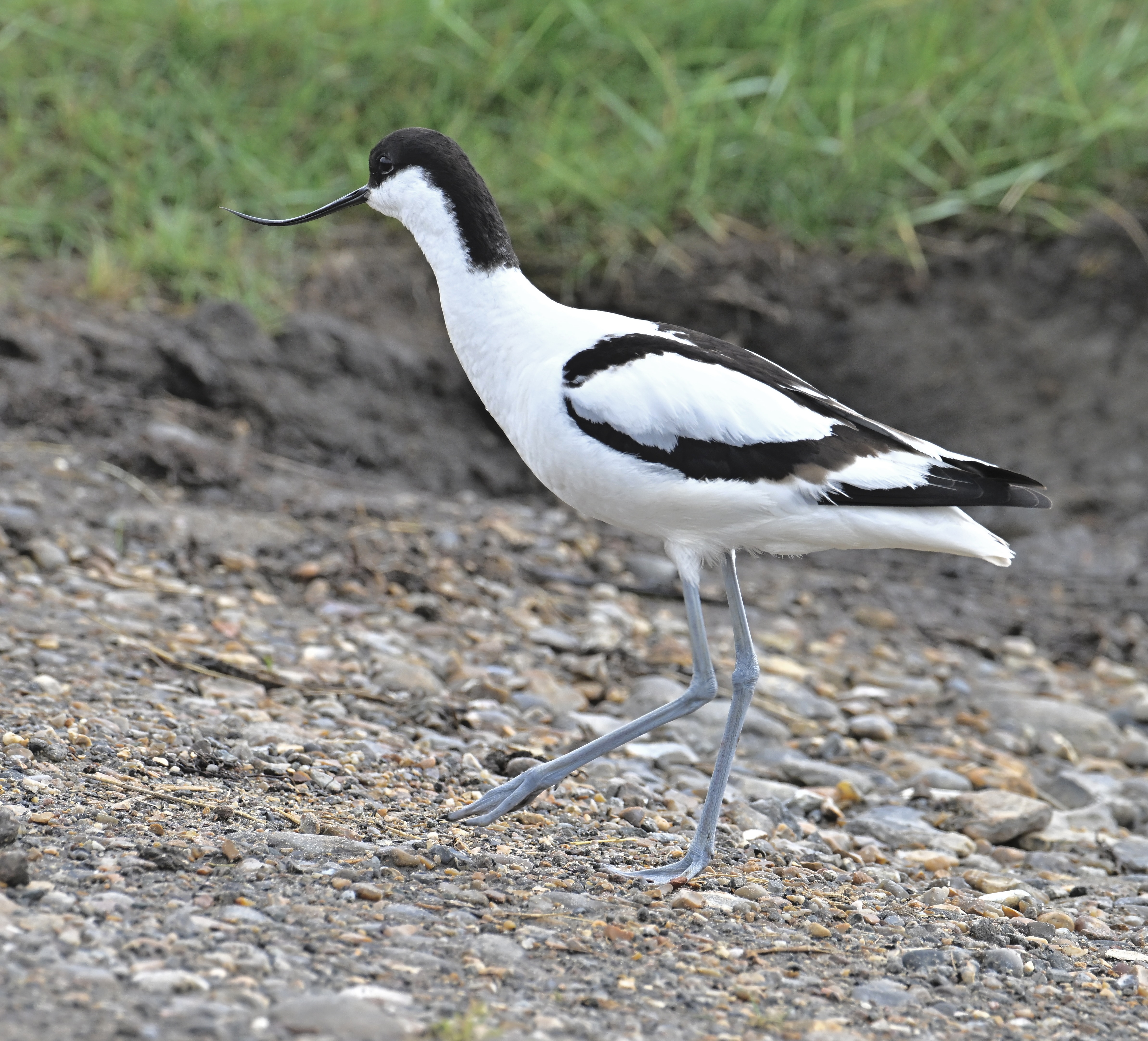 Avocet - 05-06-2024