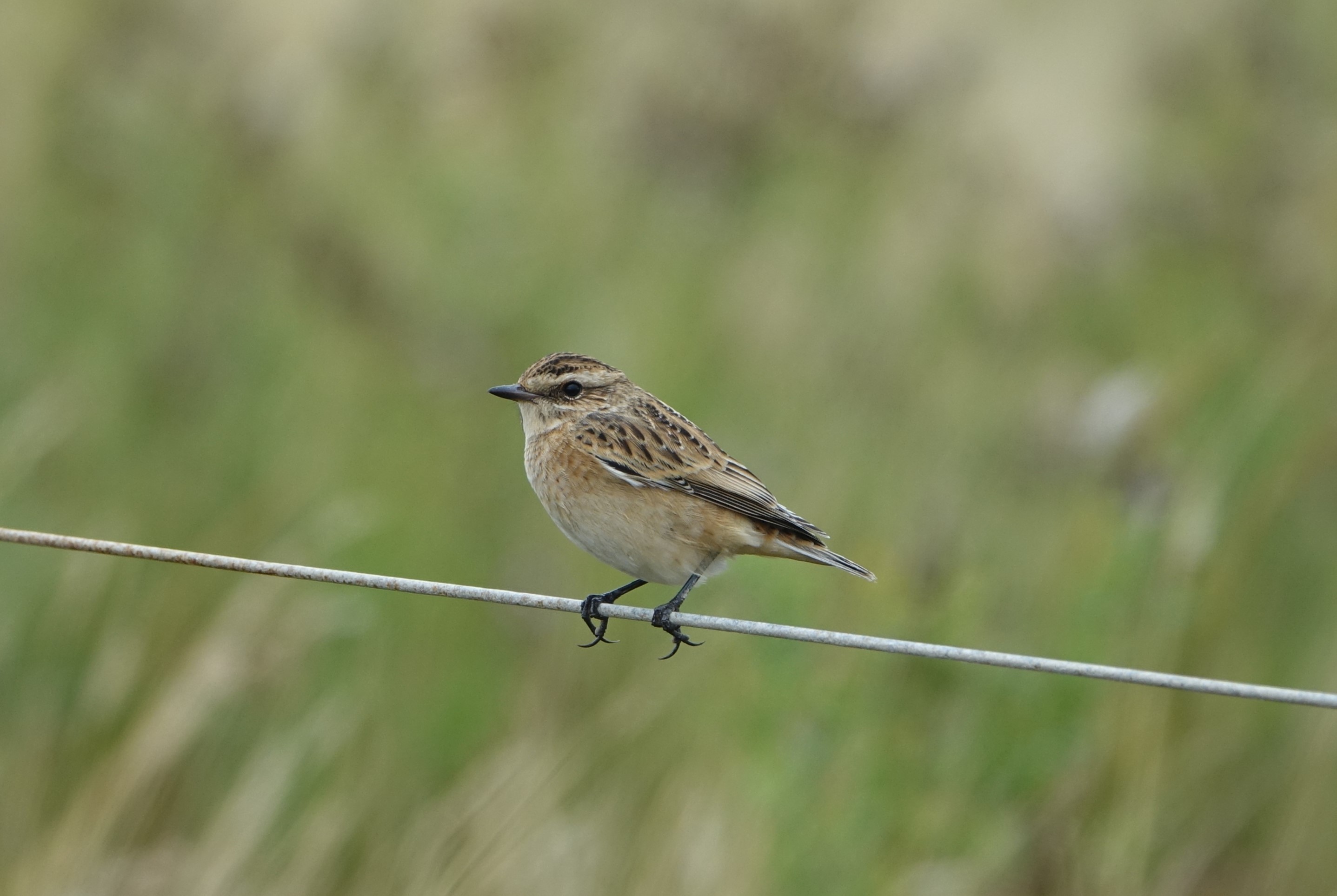 Whinchat - 17-08-2022
