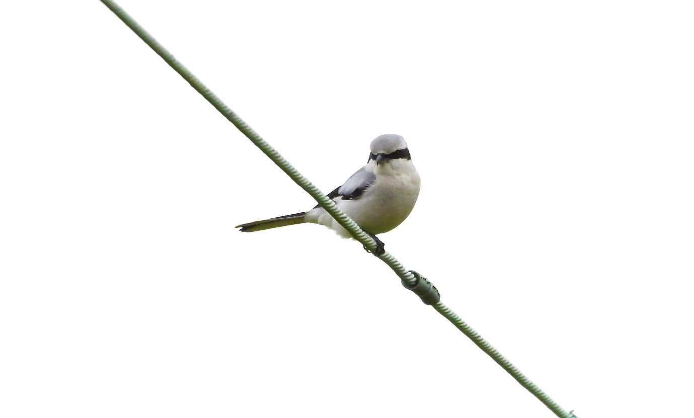Great Grey Shrike - 21-10-2025