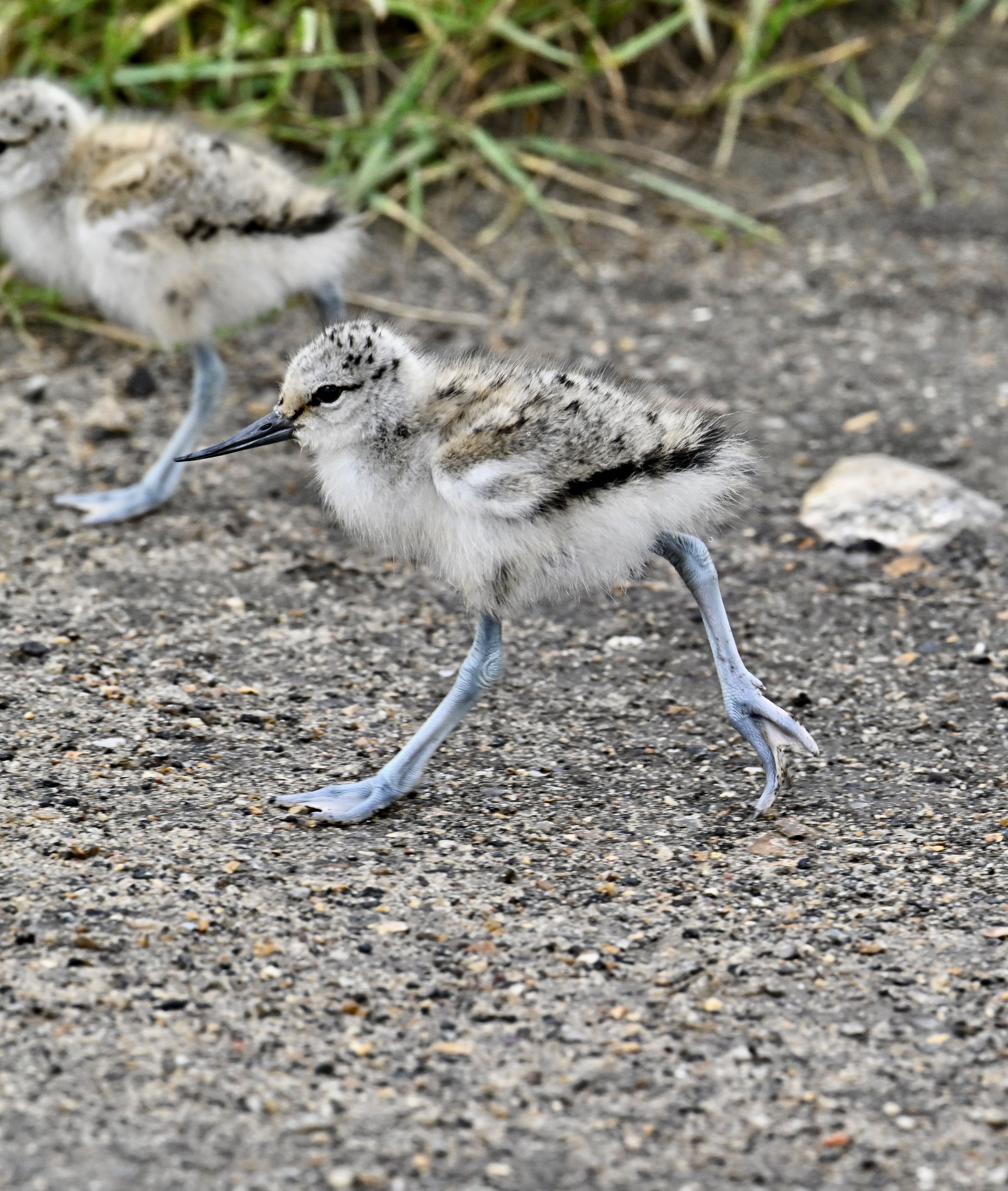 Avocet - 05-06-2024