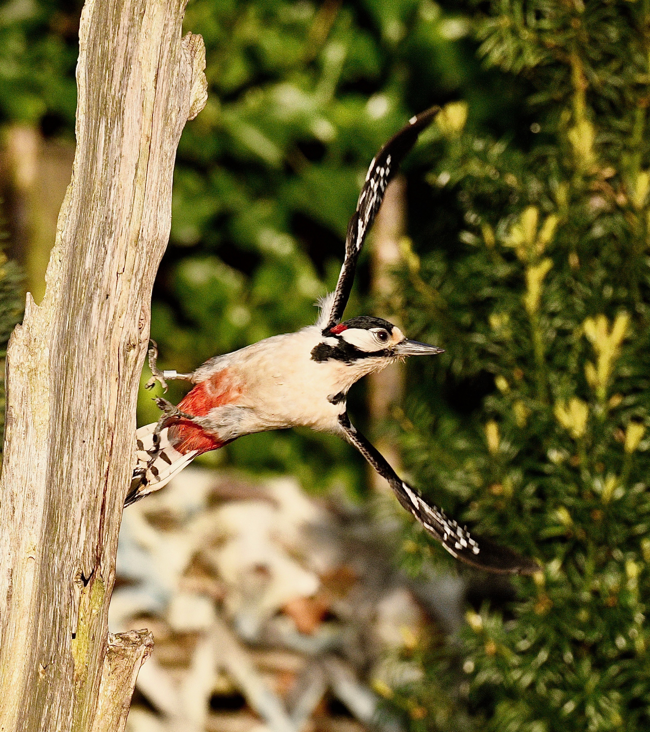 Great Spotted Woodpecker - 16-05-2023