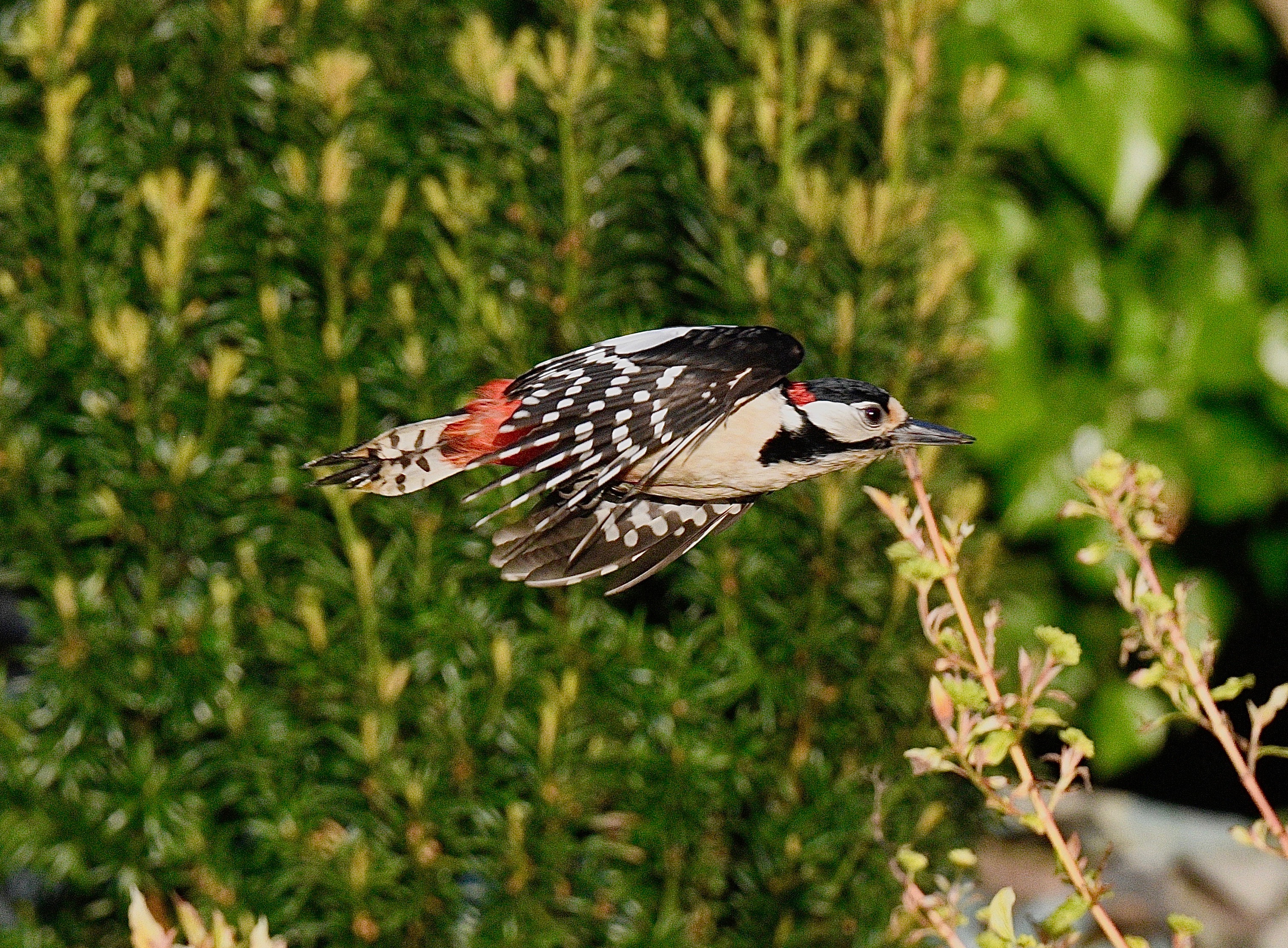 Great Spotted Woodpecker - 16-05-2023