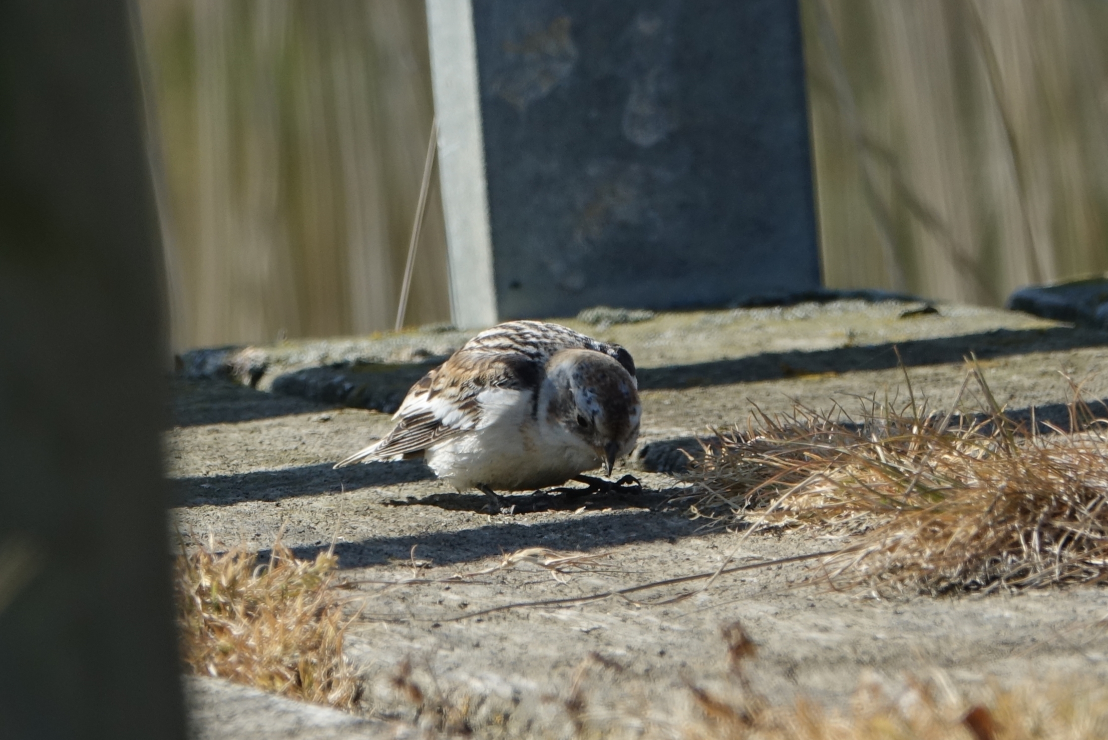 Snow Bunting - 03-05-2022