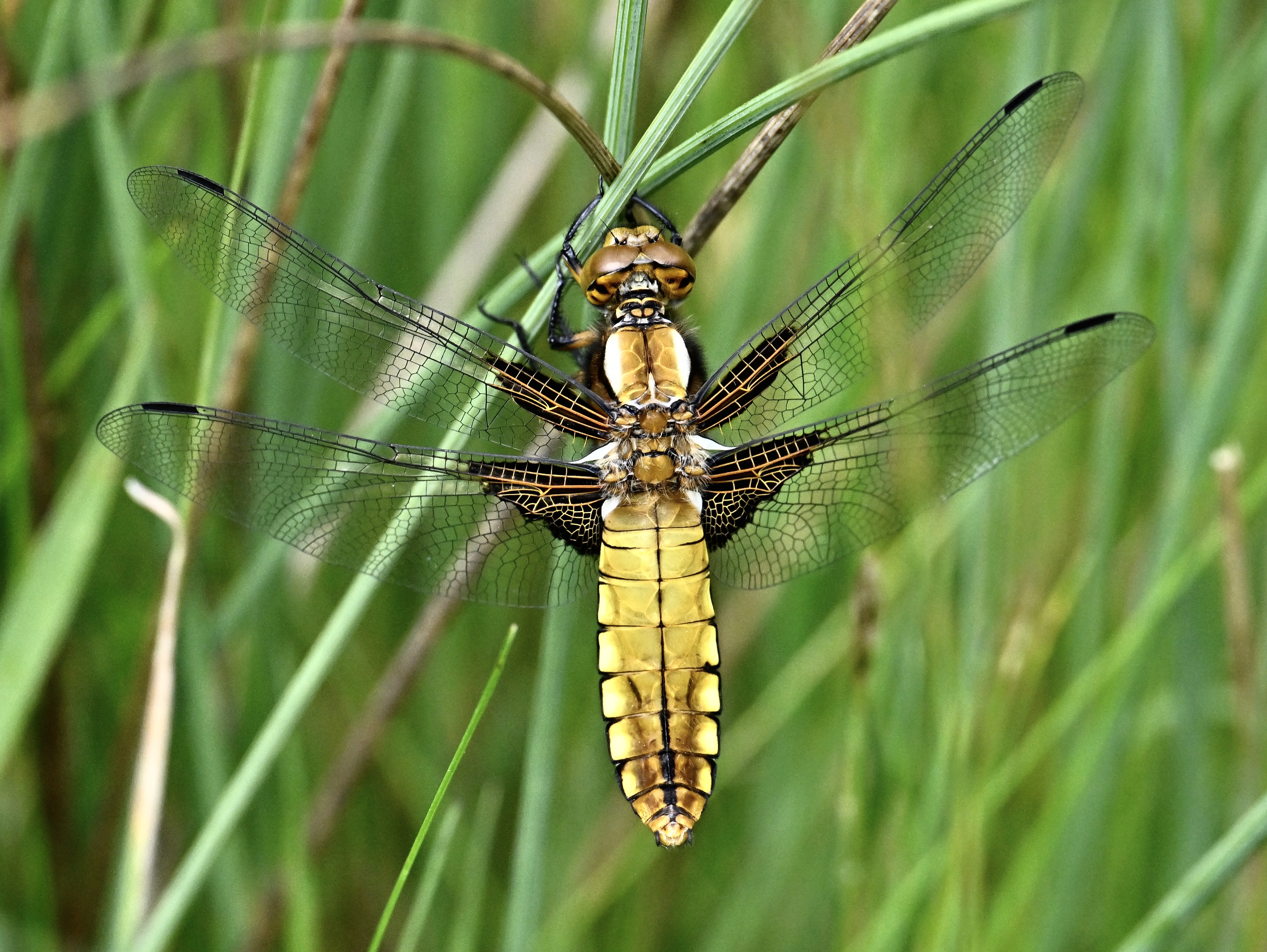 Broad-bodied Chaser - 06-06-2024