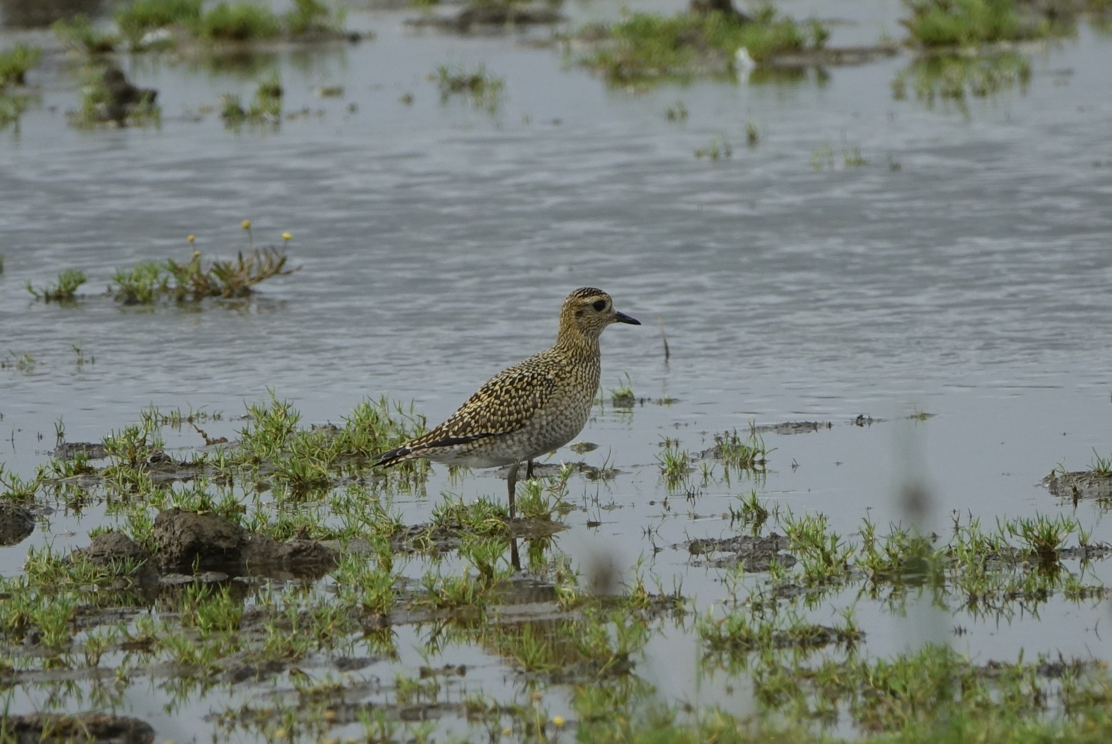 Golden Plover - 30-08-2022