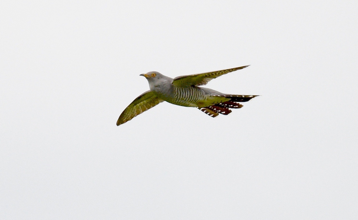 Cuckoo - 17-05-2023