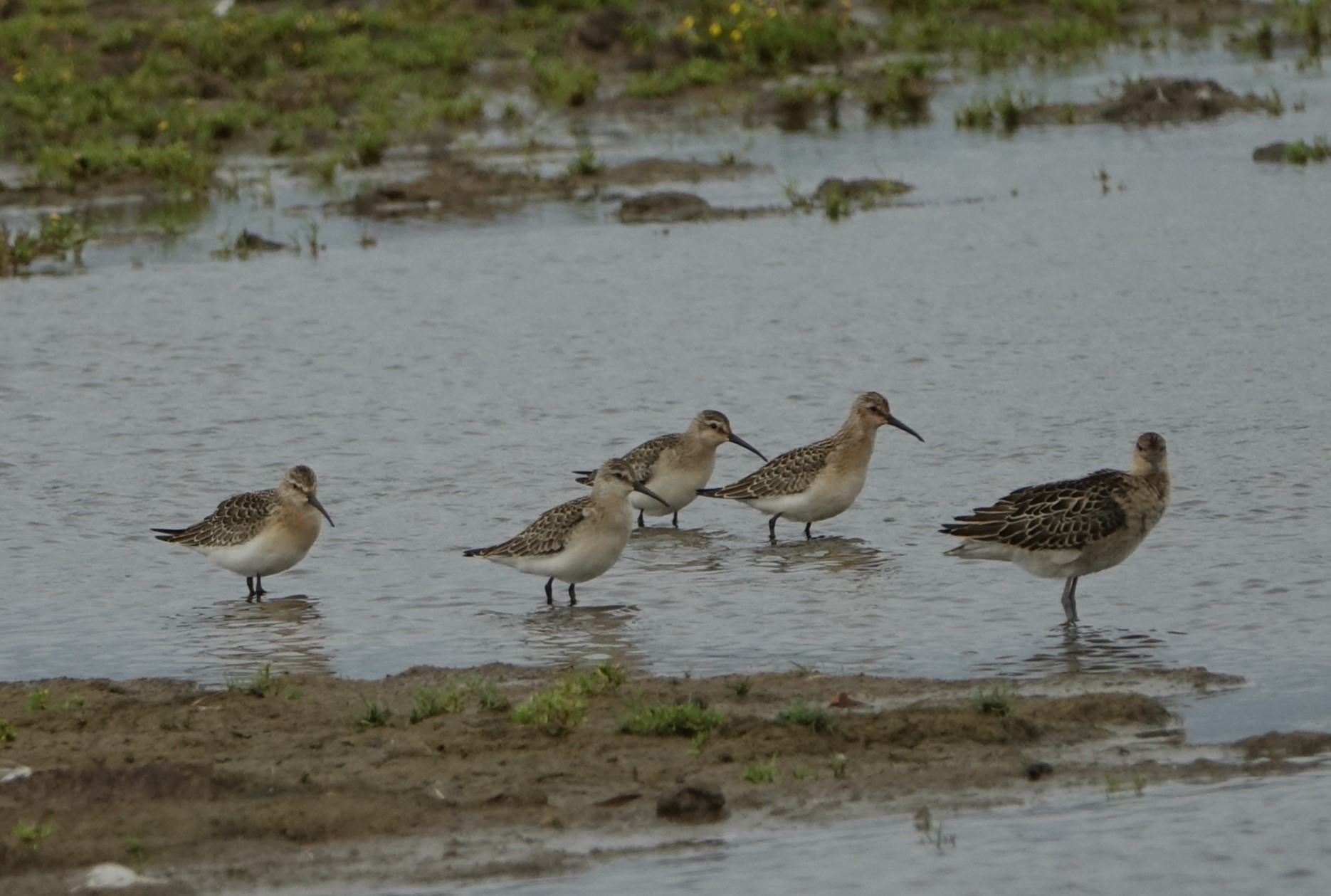 Curlew Sandpiper - 30-08-2022