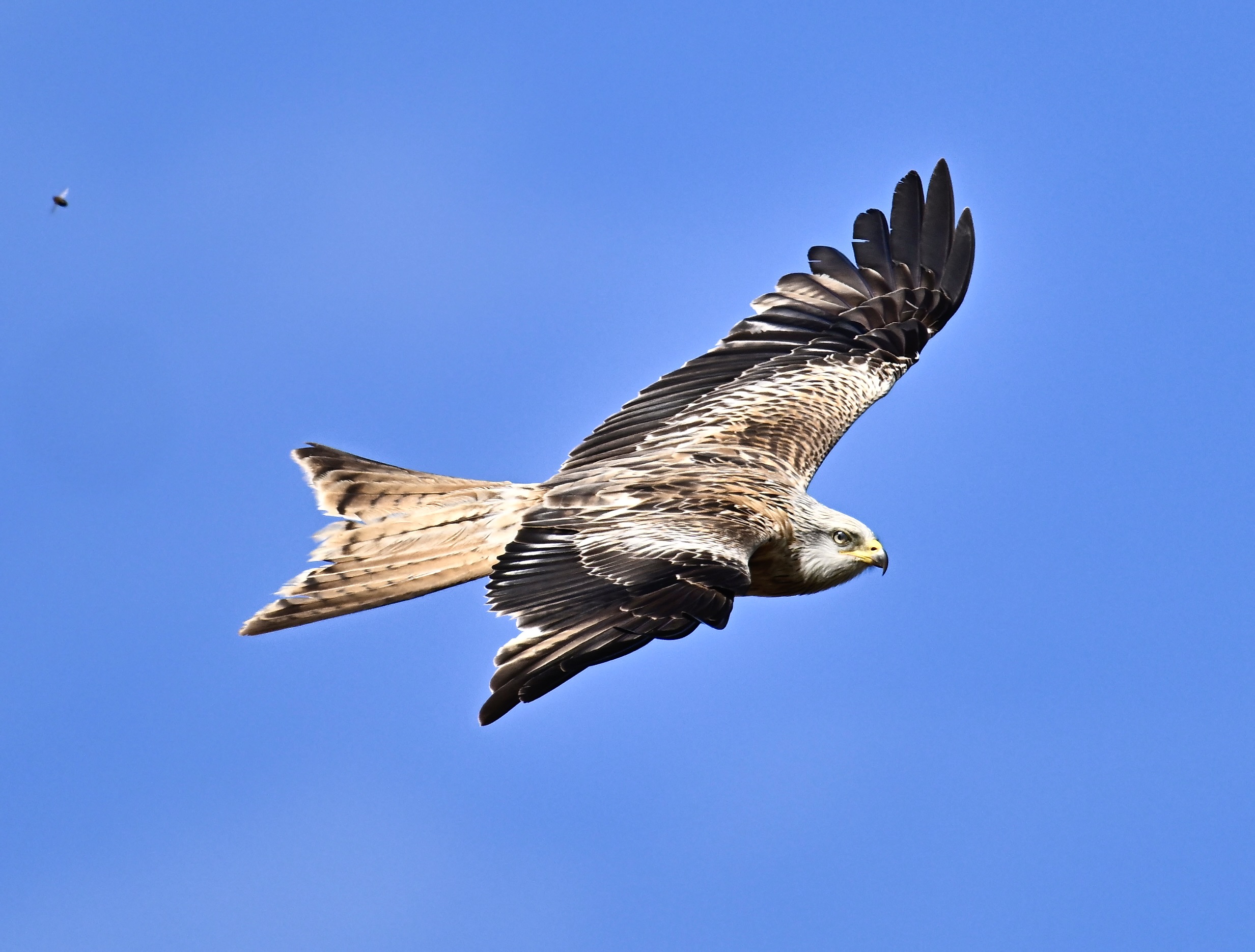 Red Kite - 08-06-2024