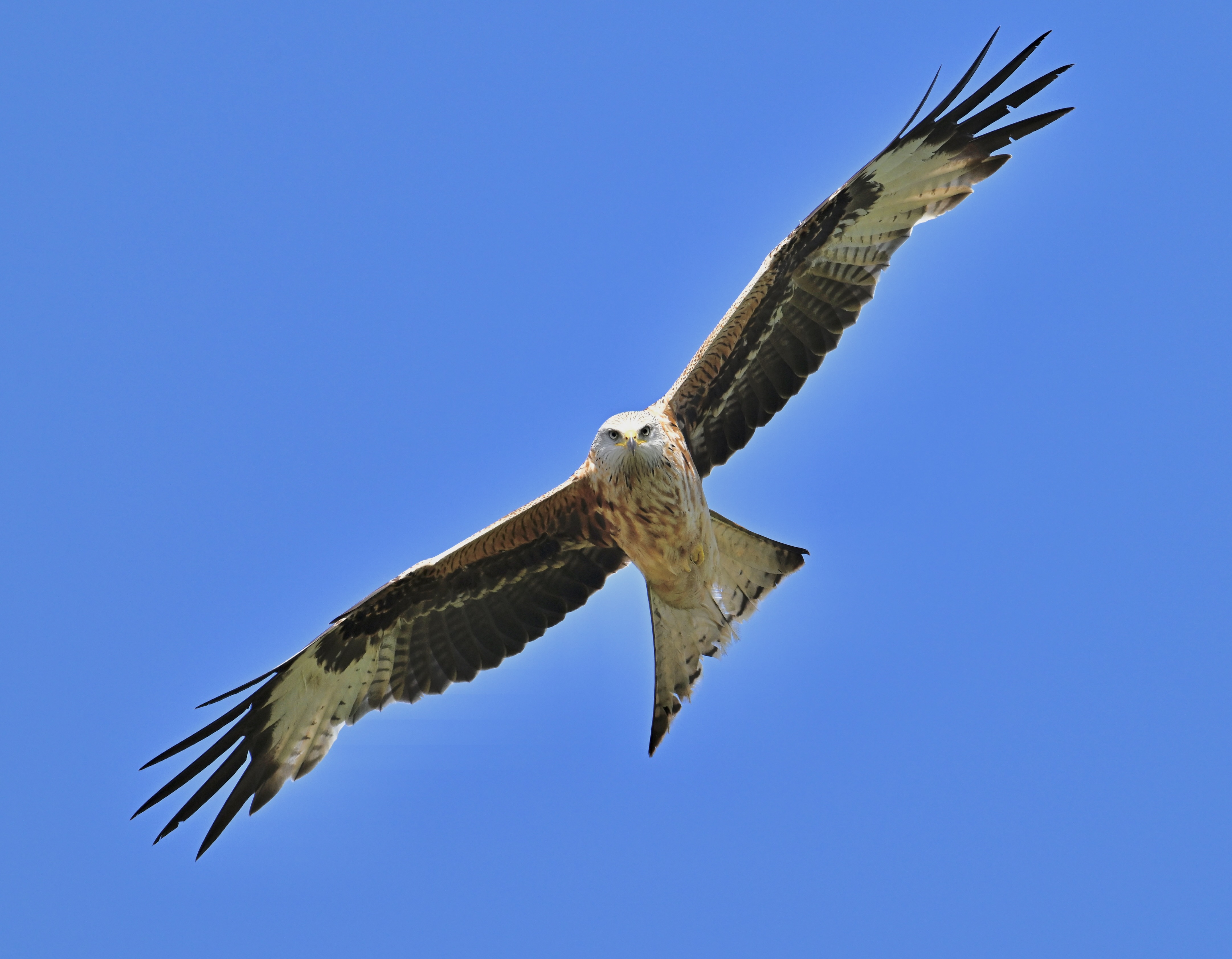 Red Kite - 08-06-2024