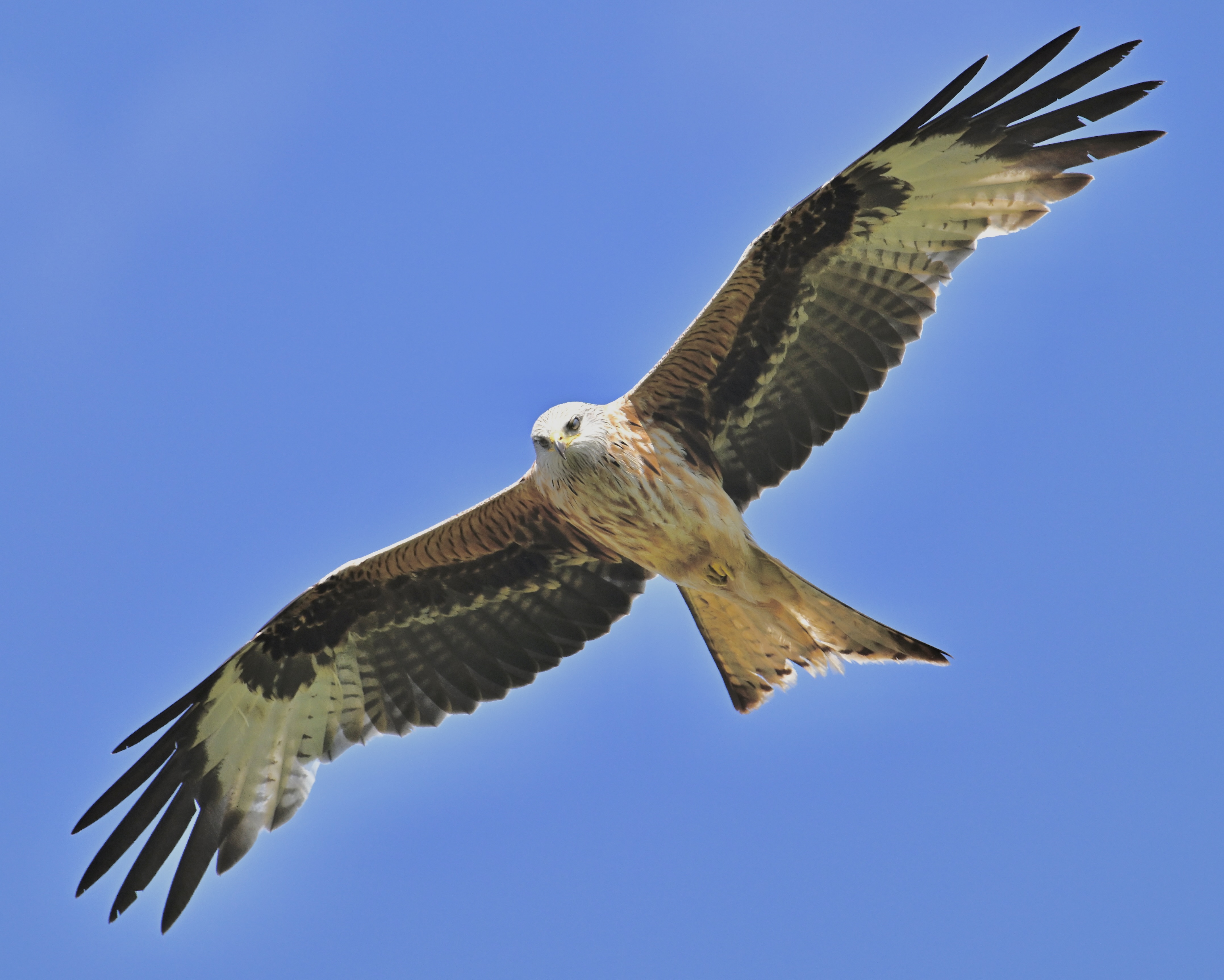 Red Kite - 08-06-2024