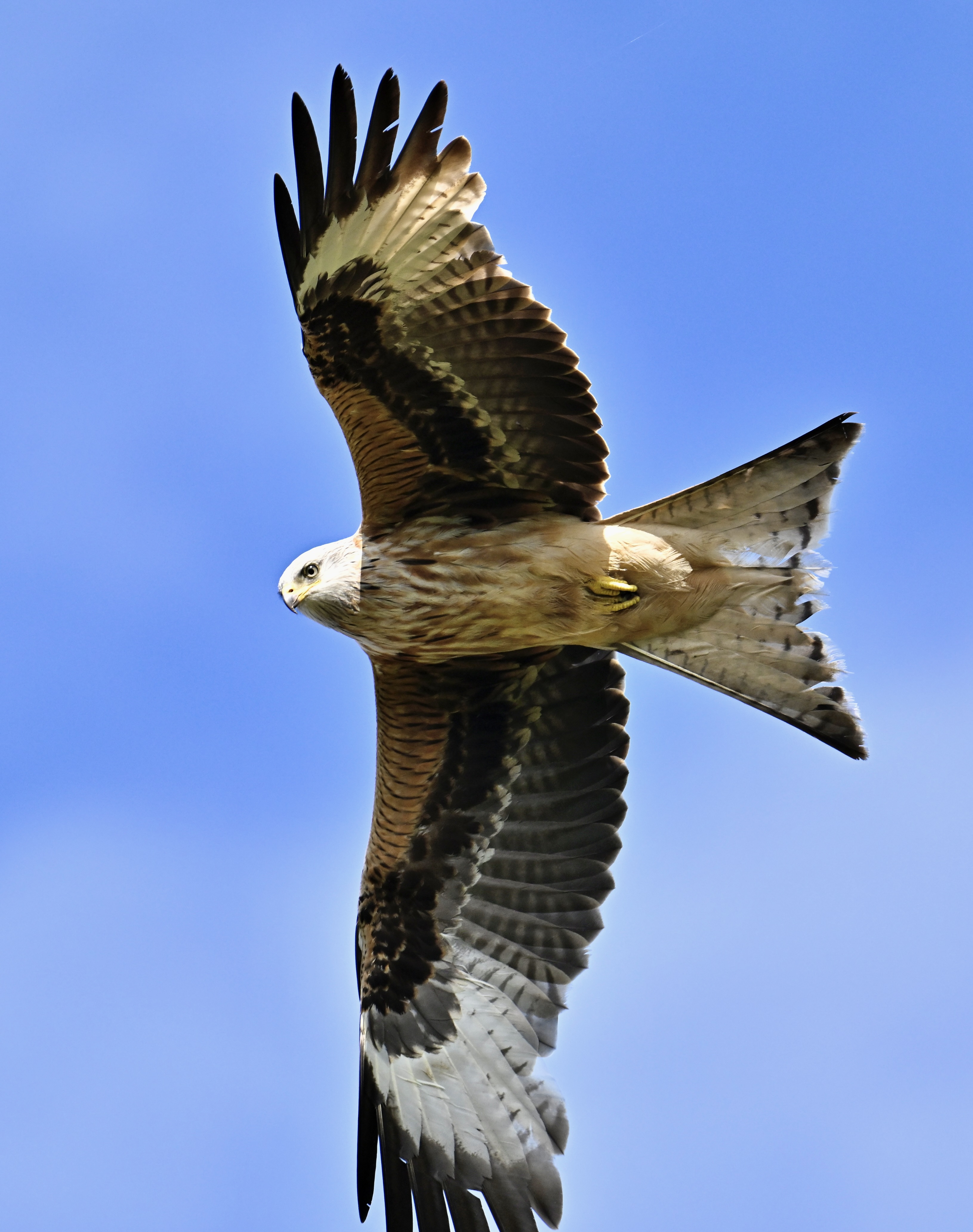 Red Kite - 08-06-2024