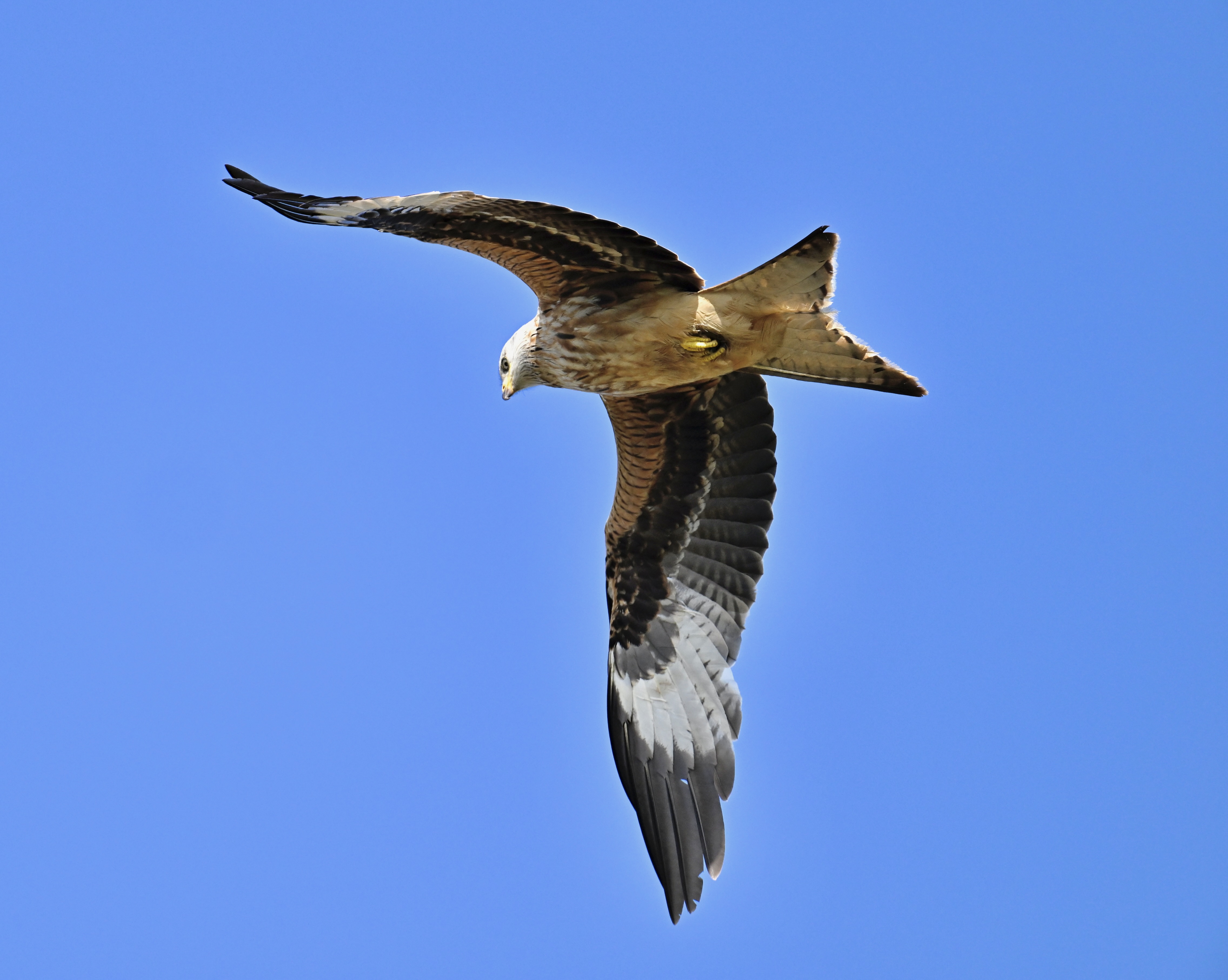 Red Kite - 08-06-2024