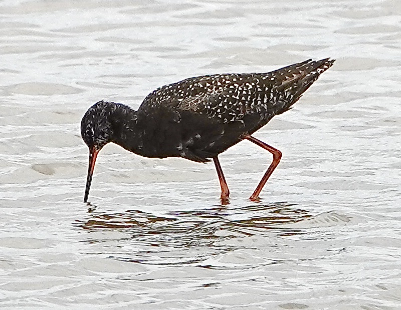 Spotted Redshank - 11-07-2023