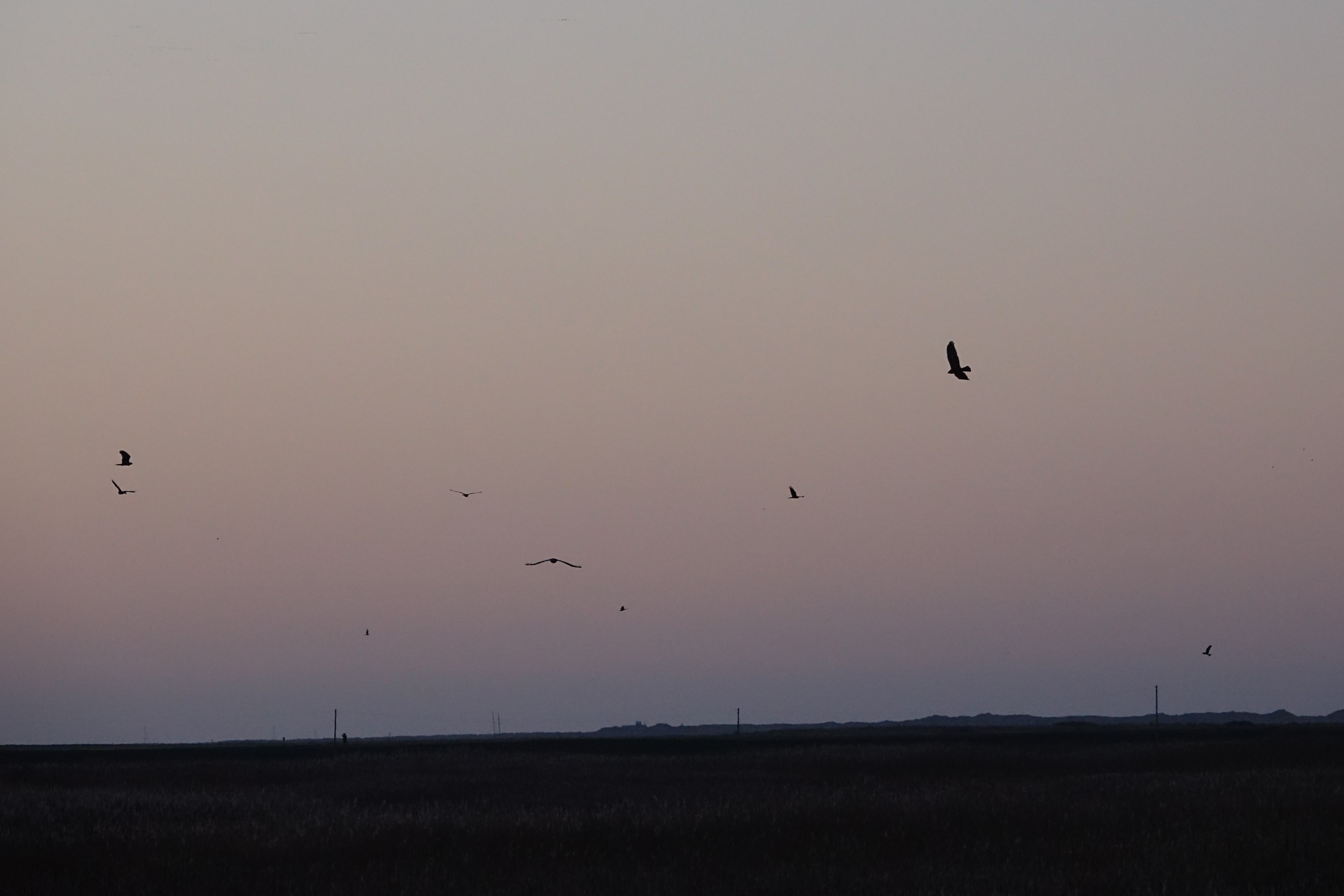 Marsh Harrier - 04-01-2022