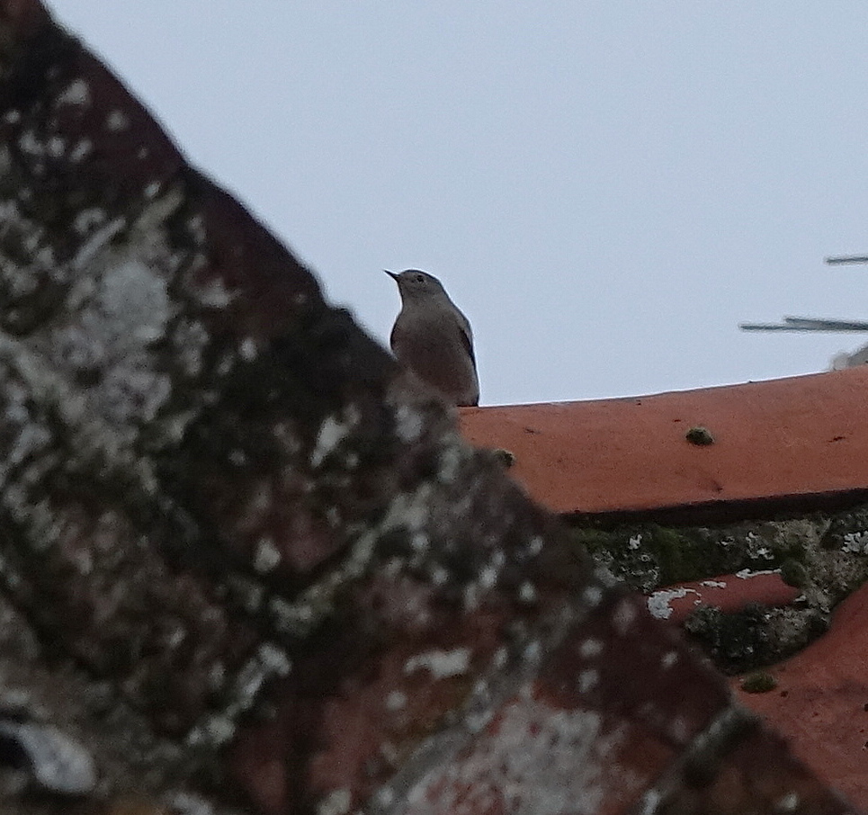 Black Redstart - 29-10-2023