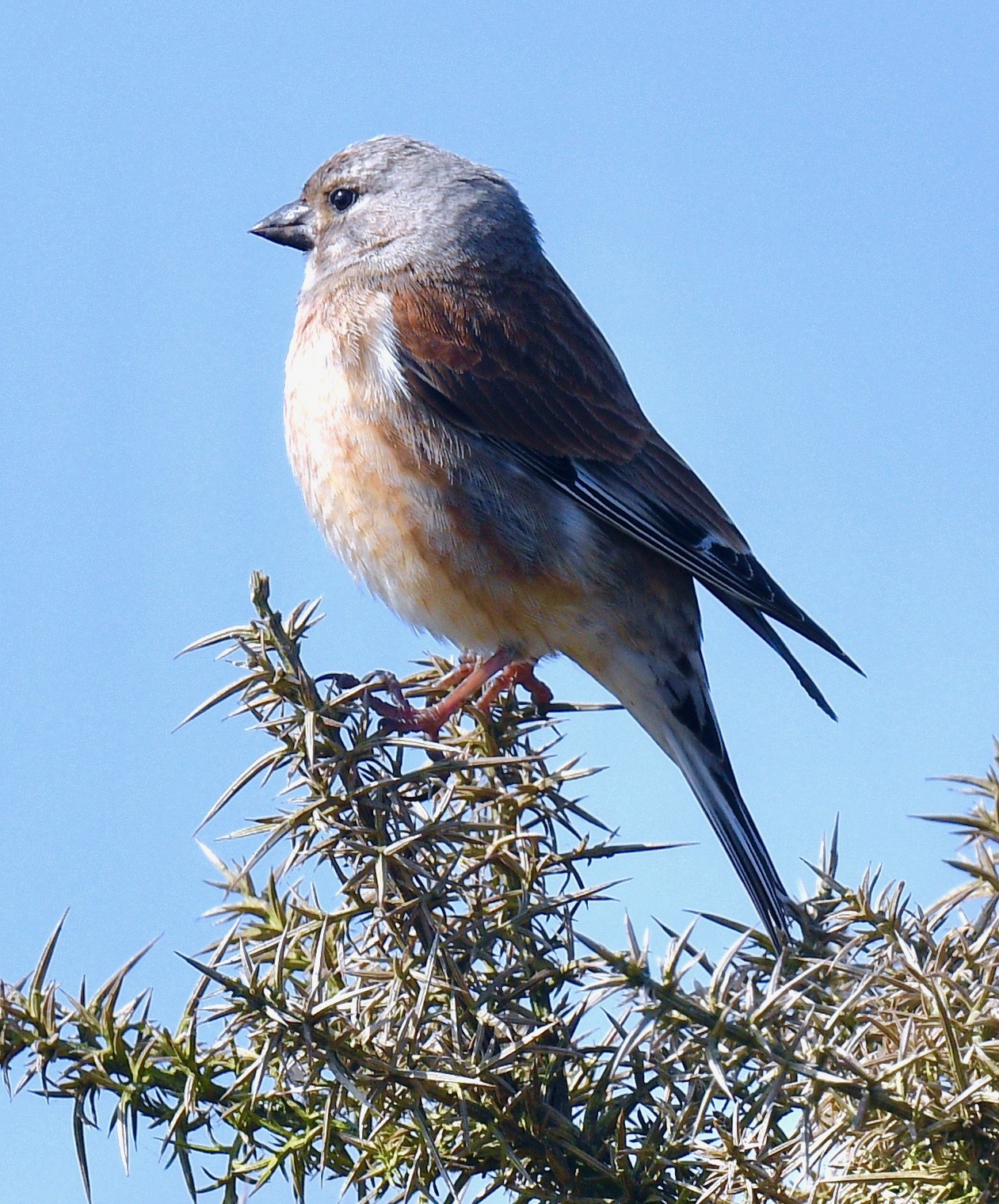 Linnet - 20-05-2023