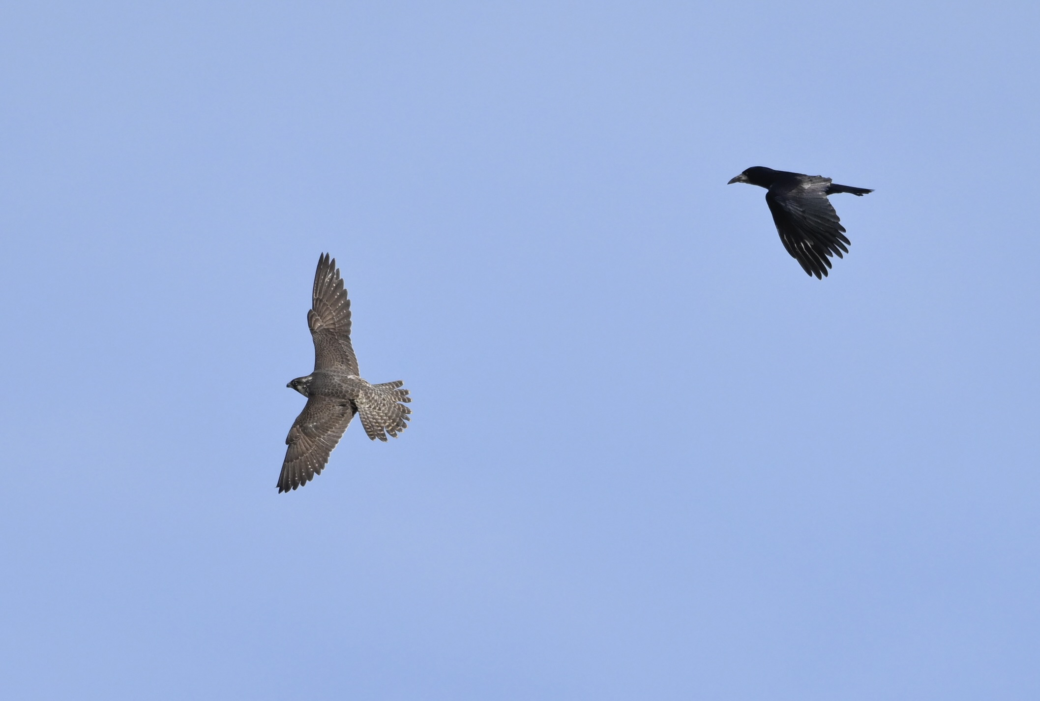 Peregrine - 28-10-2025
