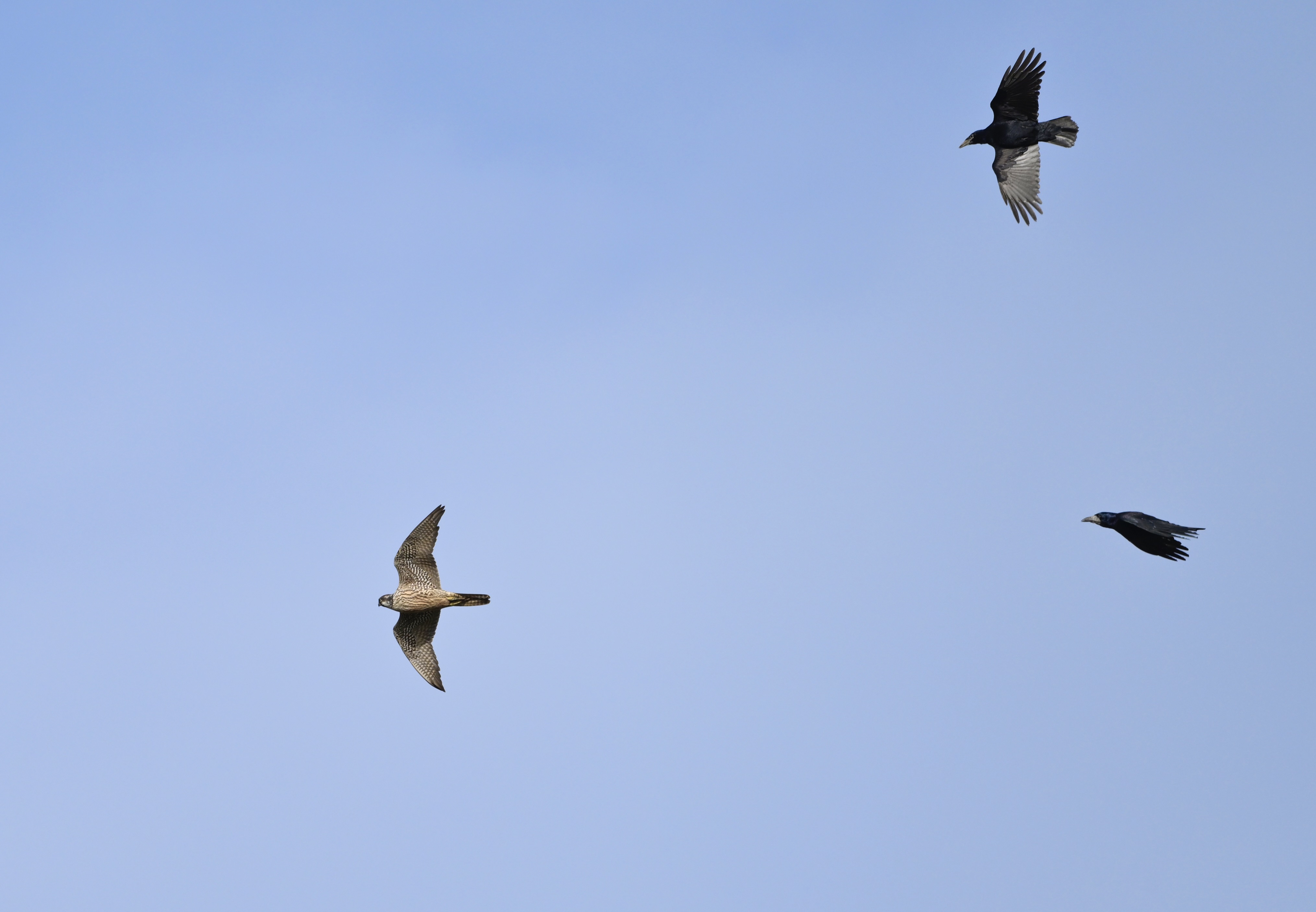 Peregrine - 28-10-2025