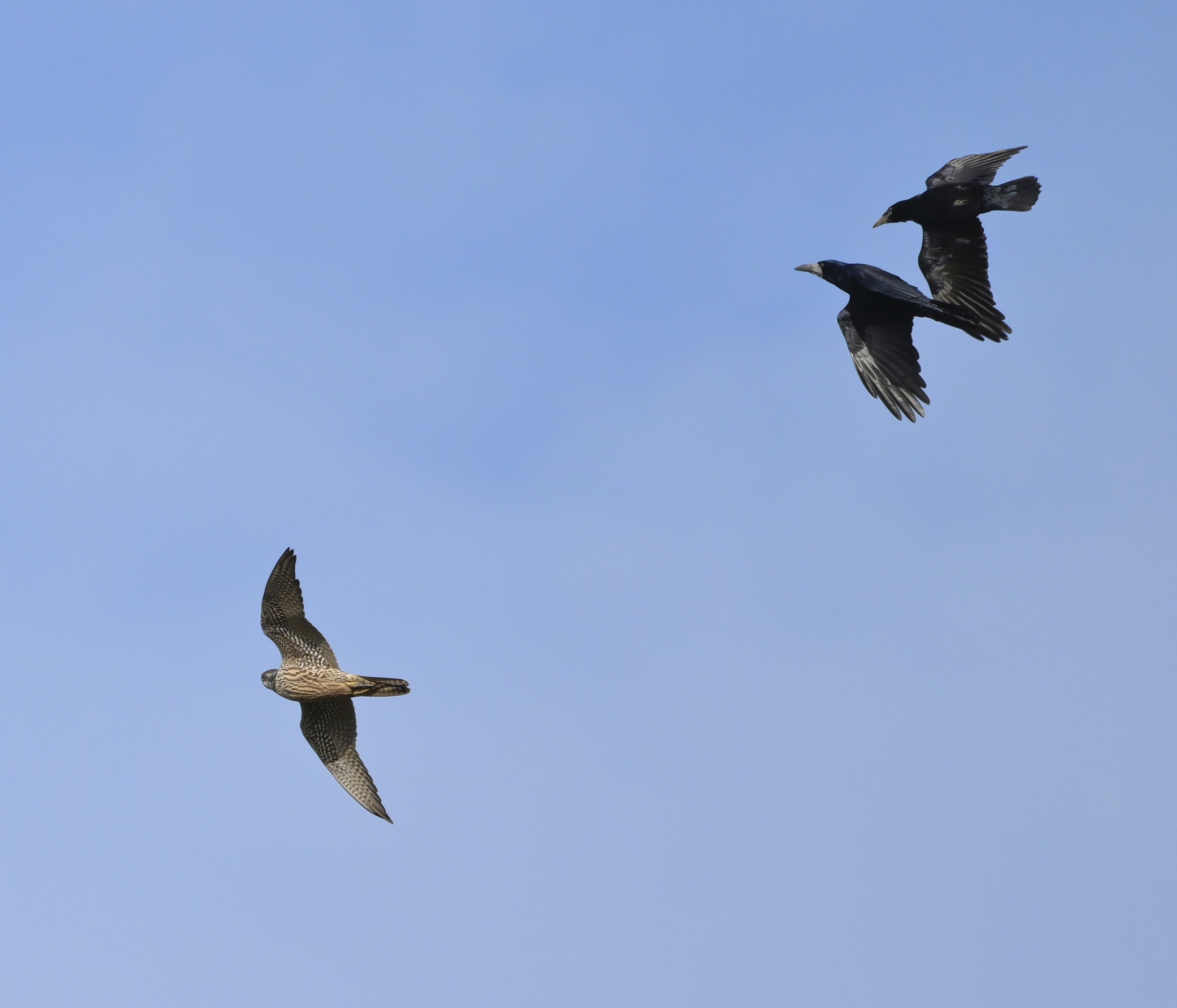 Peregrine - 28-10-2025