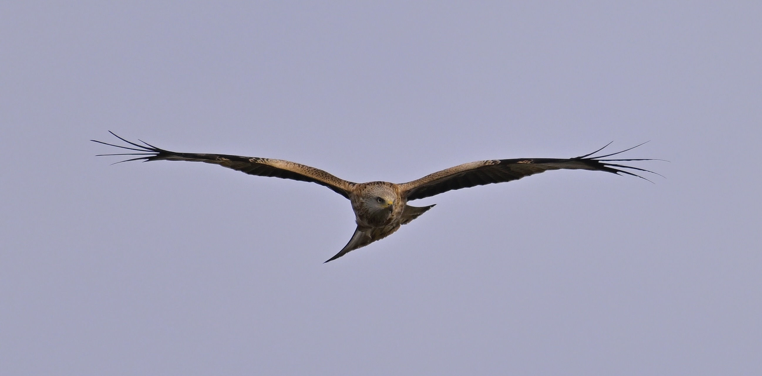 Red Kite - 31-01-2024