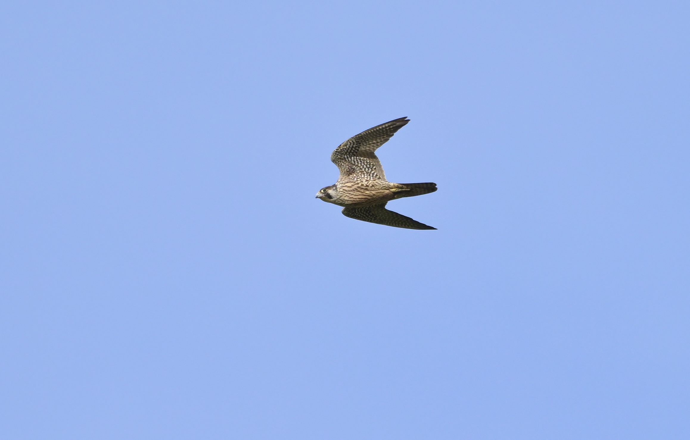 Peregrine - 28-10-2025