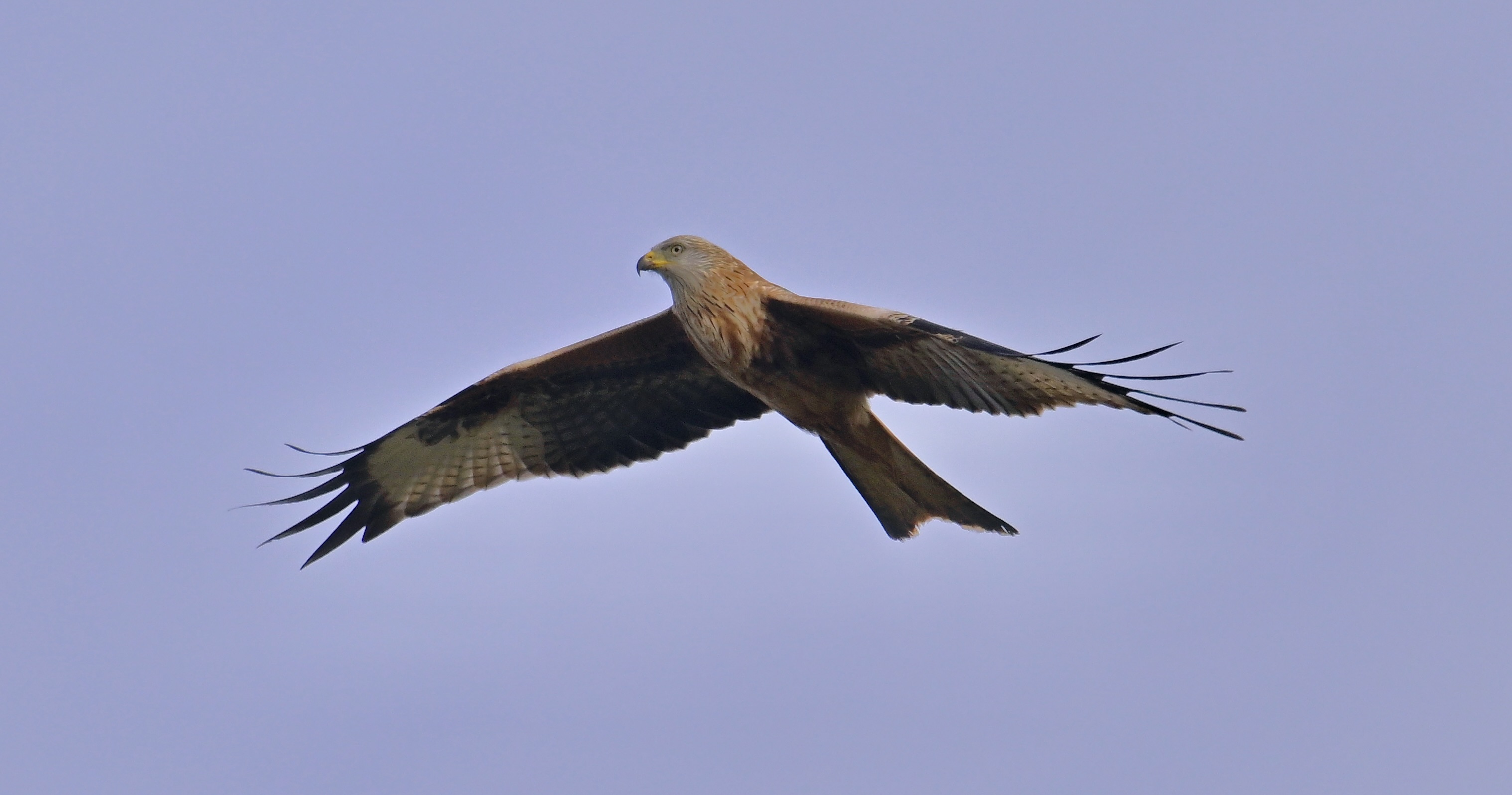 Red Kite - 31-01-2024