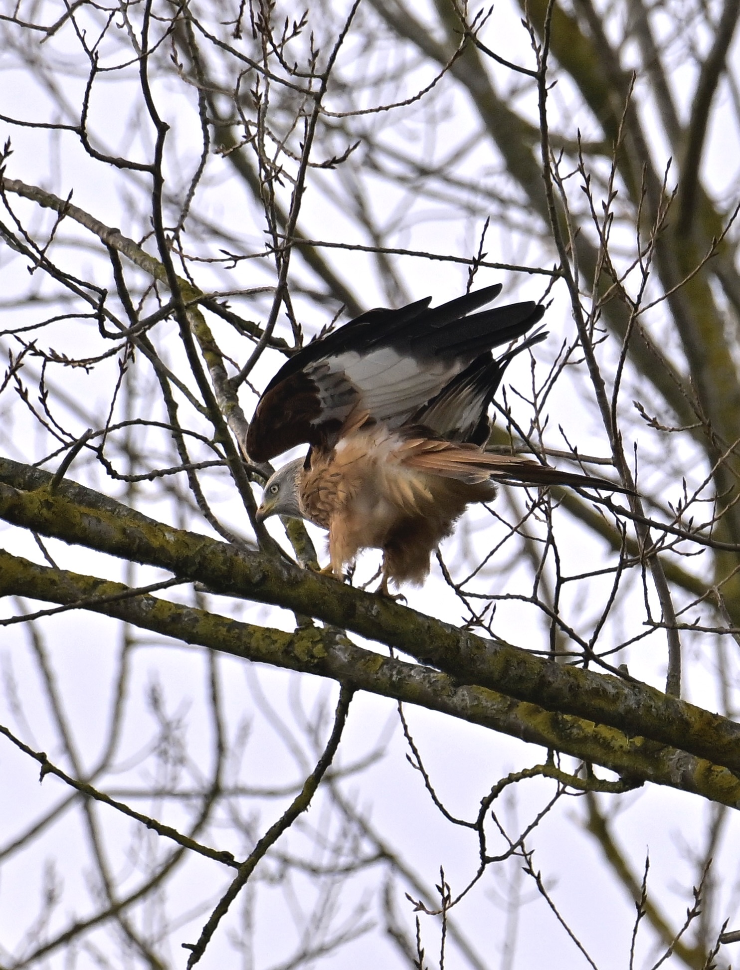 Red Kite - 31-01-2024