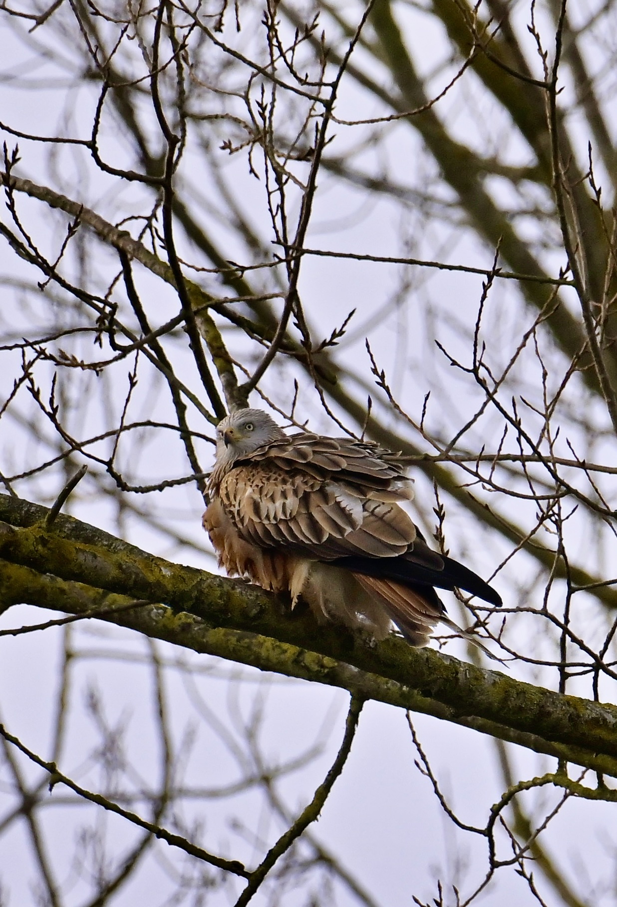 Red Kite - 31-01-2024