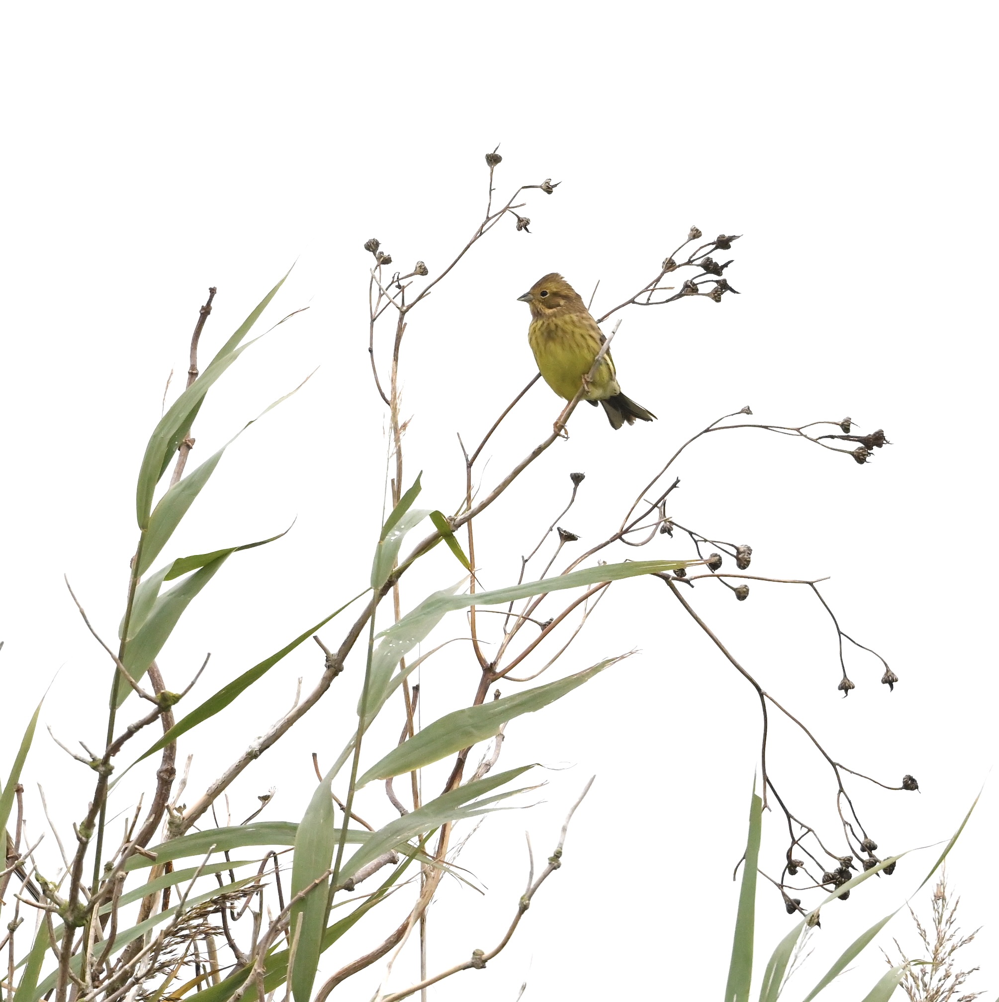 Yellowhammer - 29-10-2025
