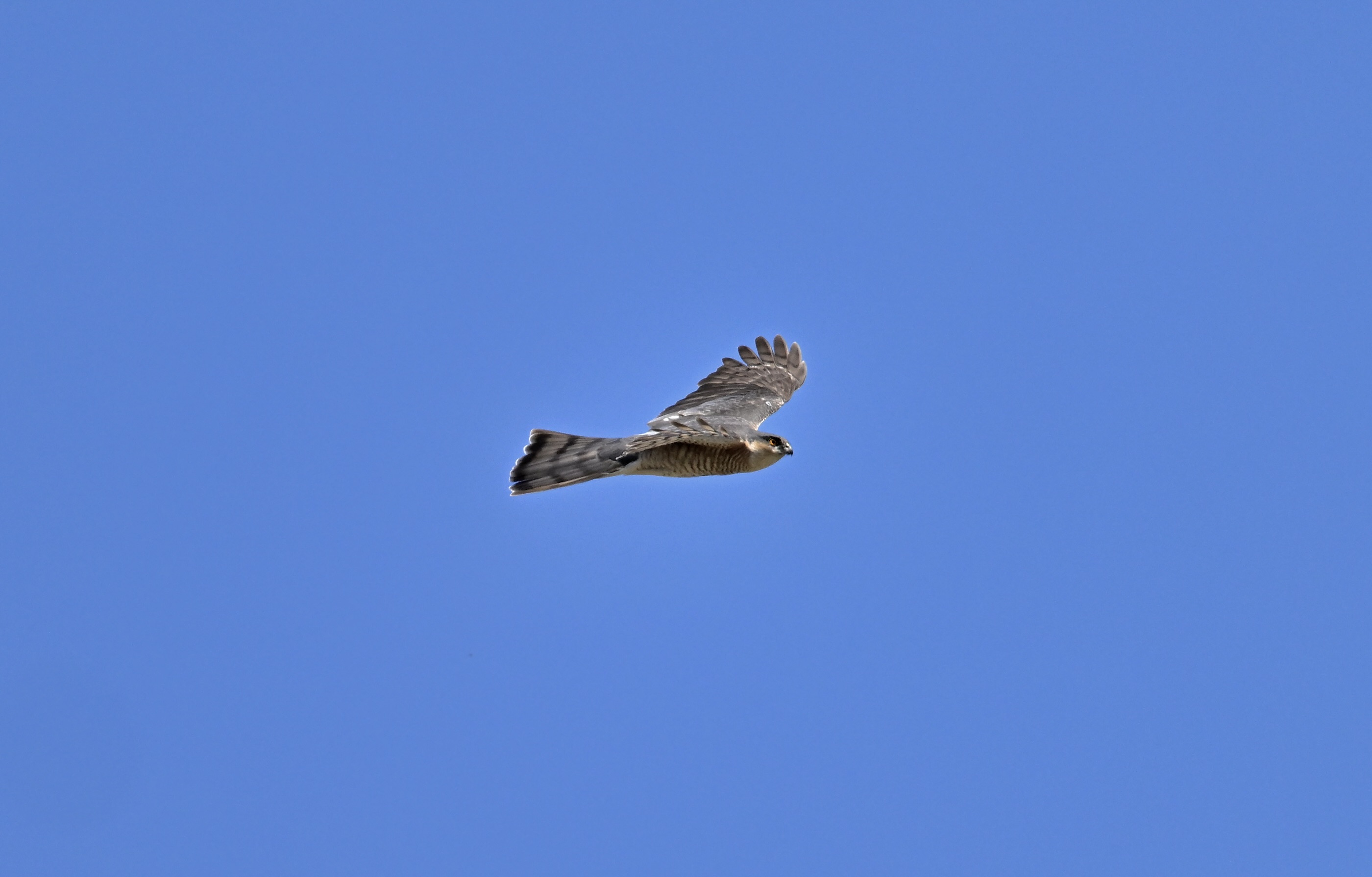 Sparrowhawk - 18-06-2024