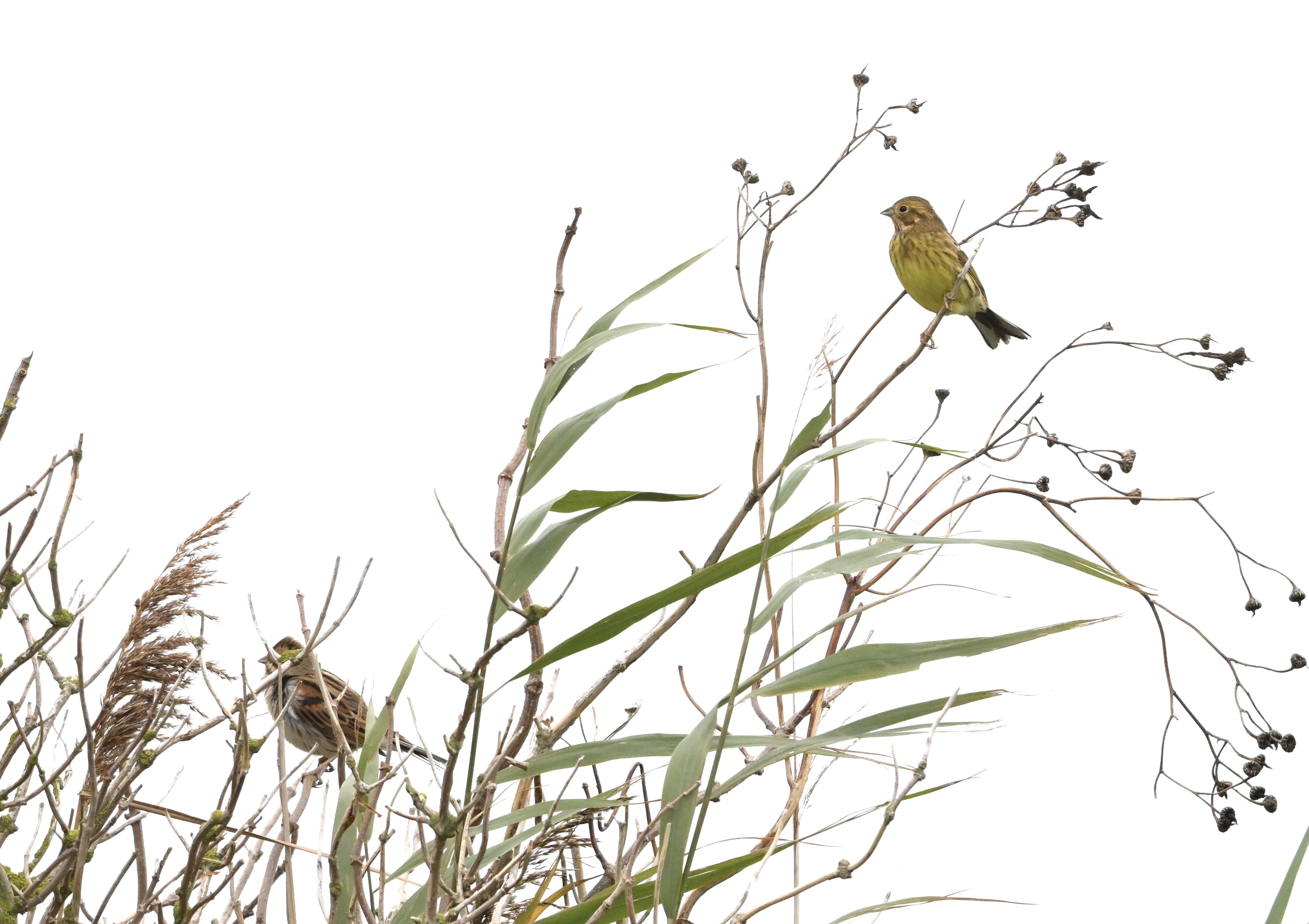 Yellowhammer - 29-10-2025