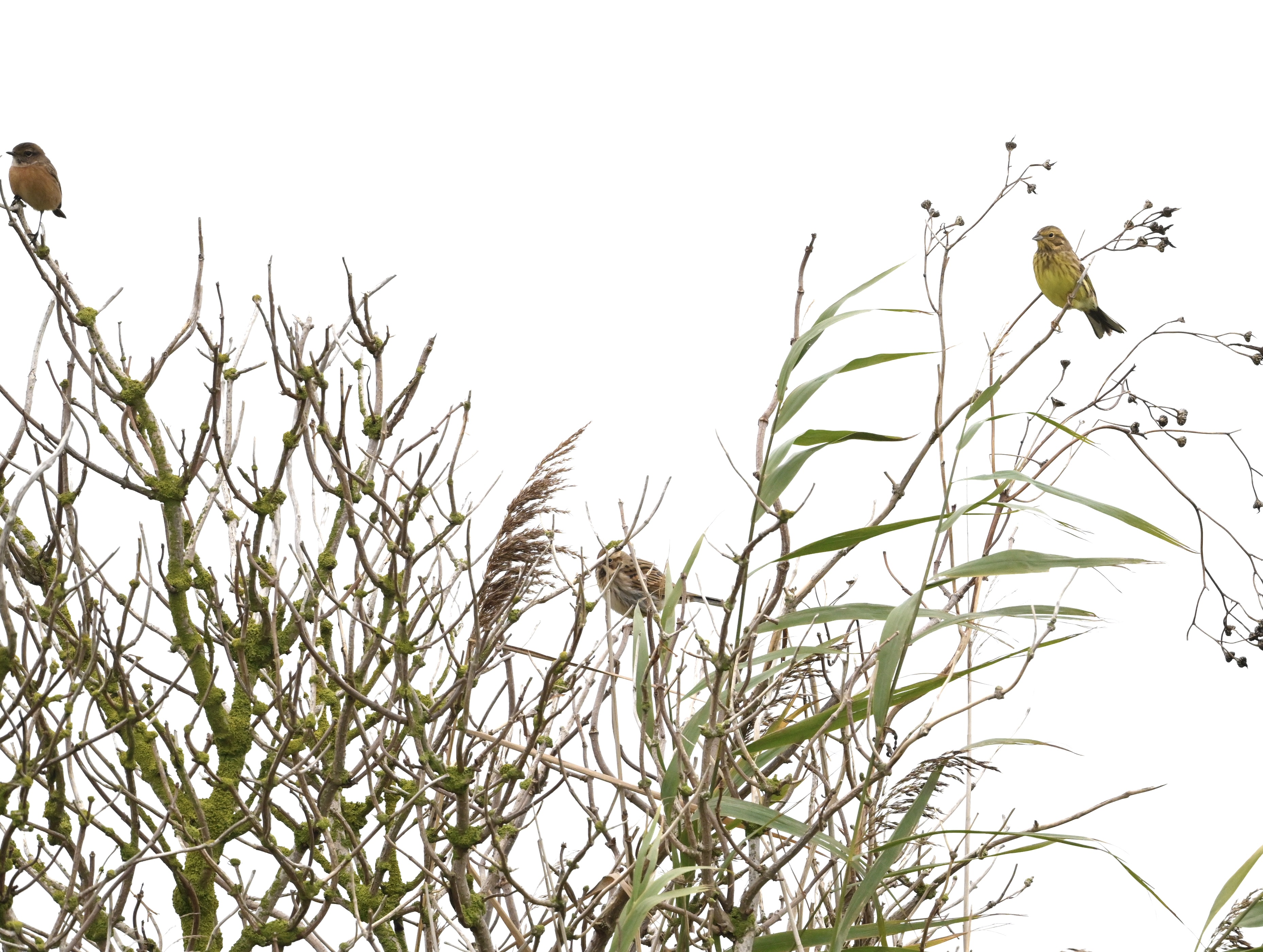 Yellowhammer - 29-10-2025