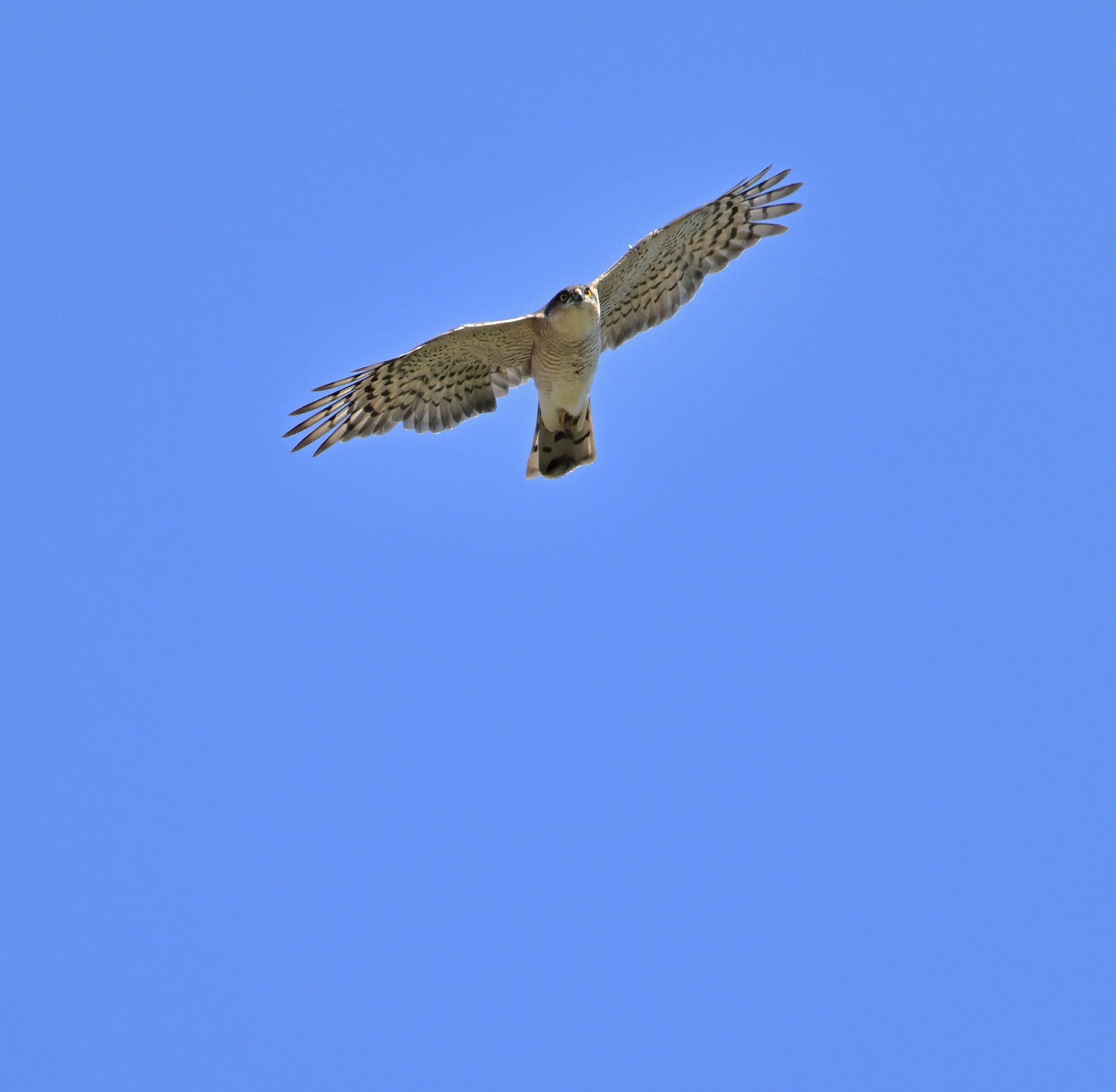 Sparrowhawk - 18-06-2024