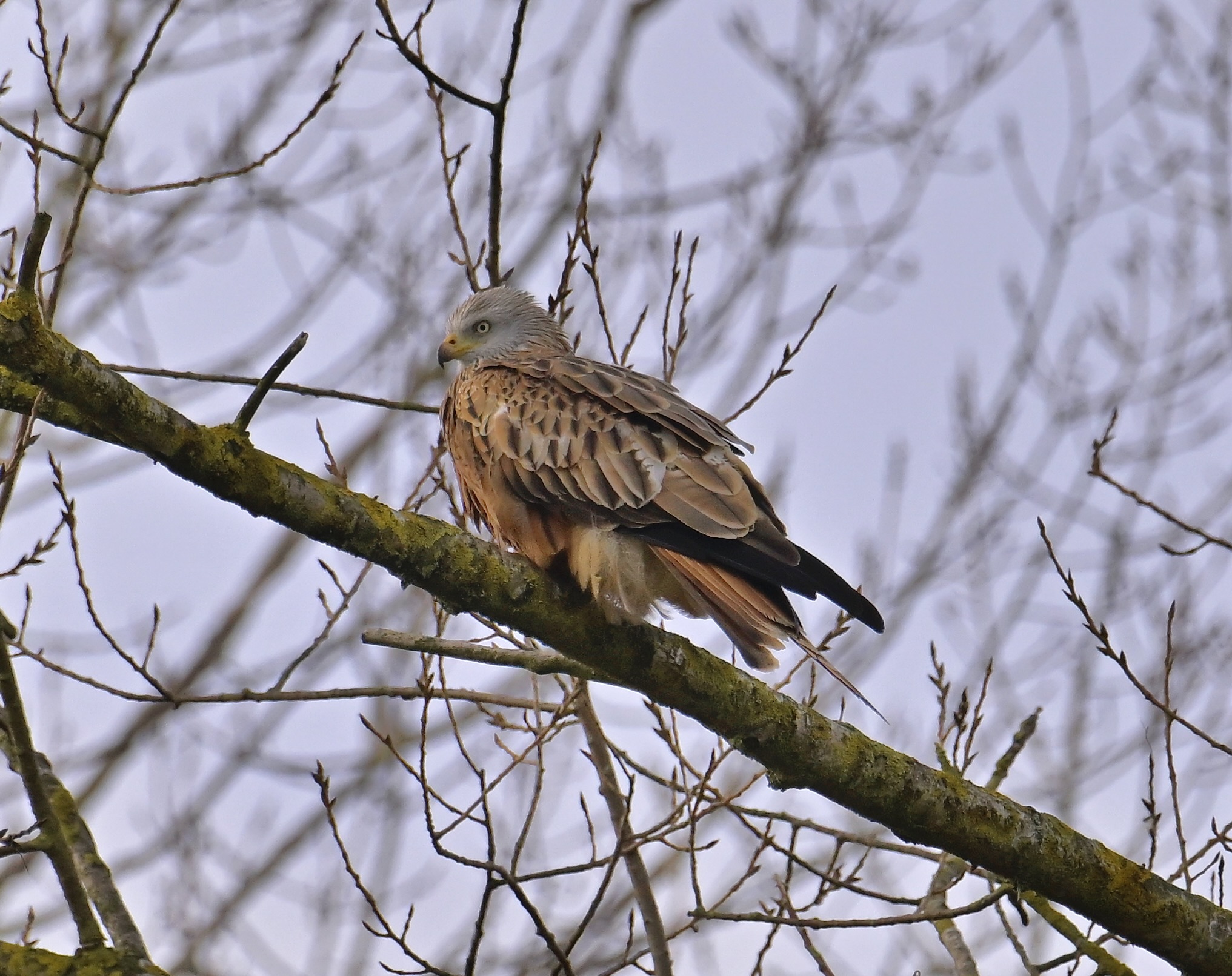 Red Kite - 31-01-2024