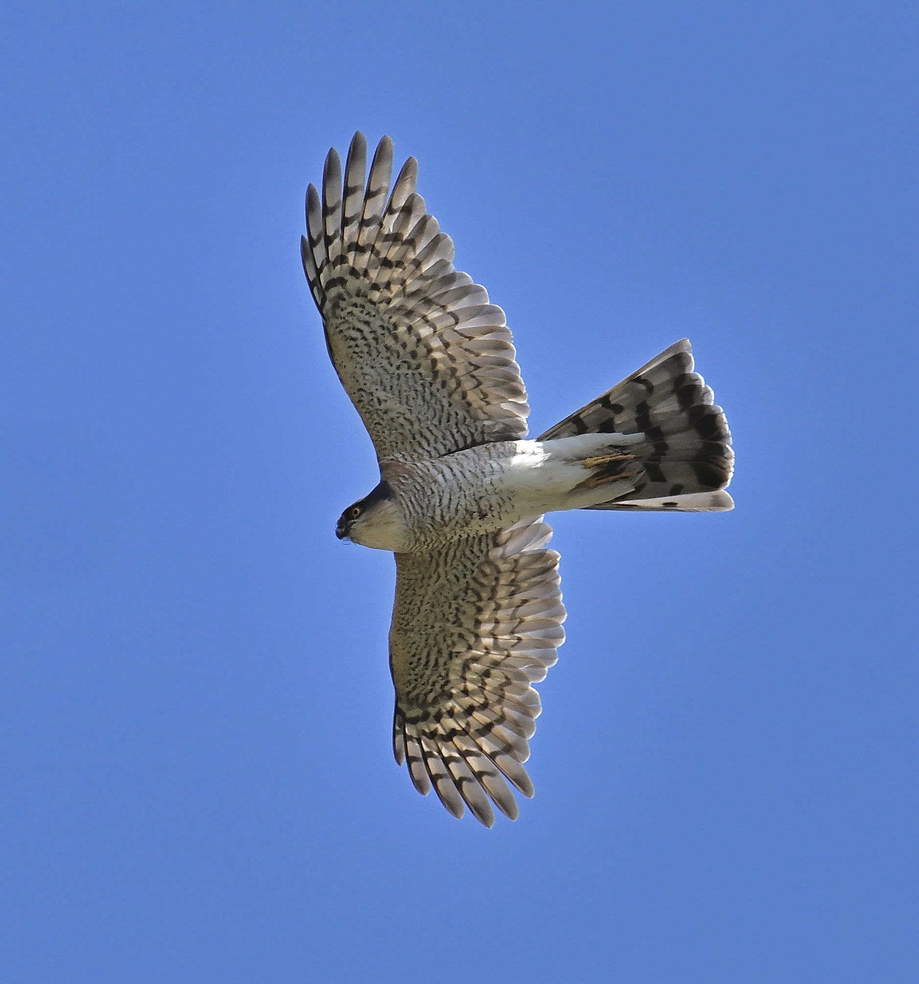 Sparrowhawk - 18-06-2024