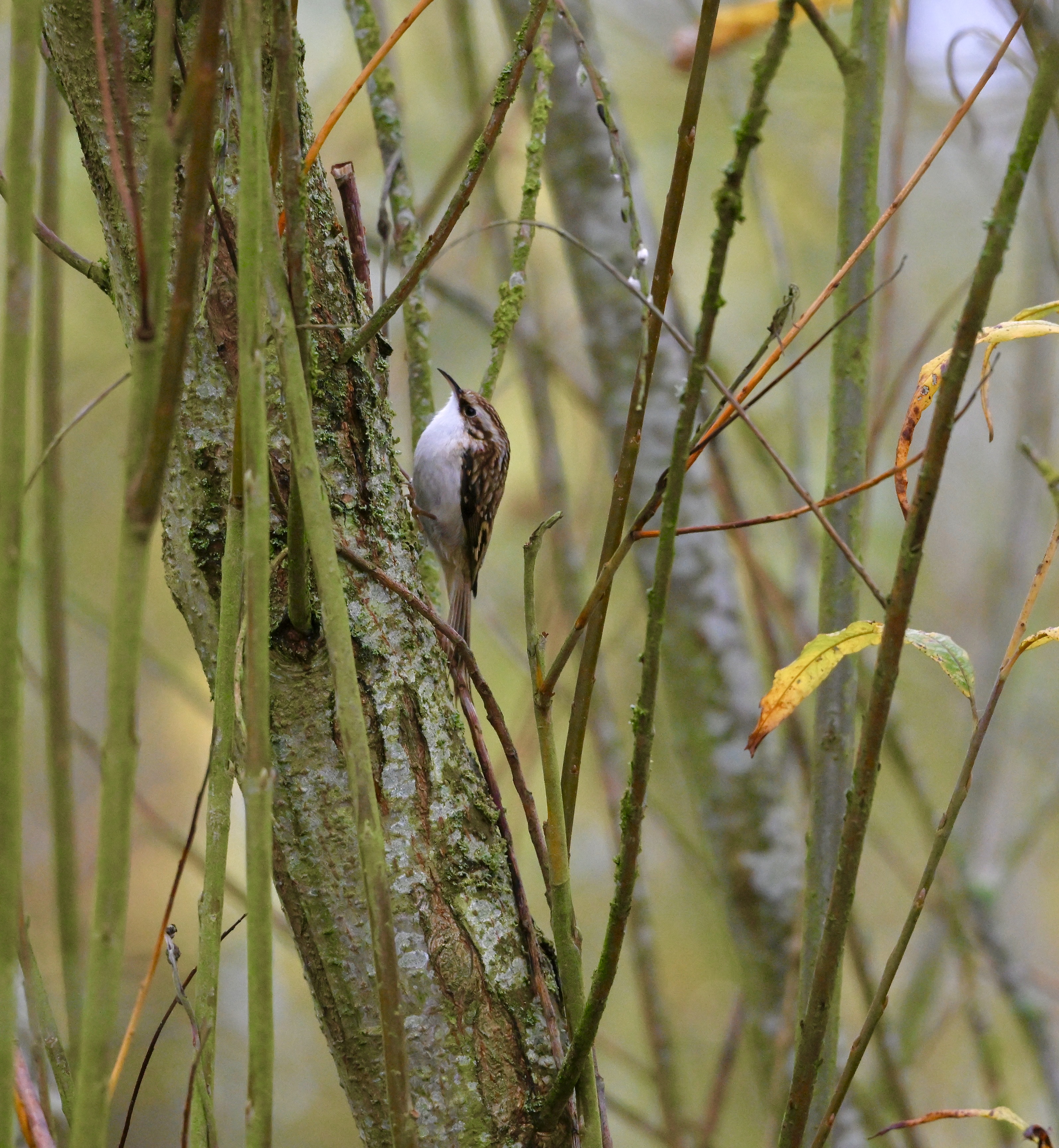 Treecreeper - 29-10-2025