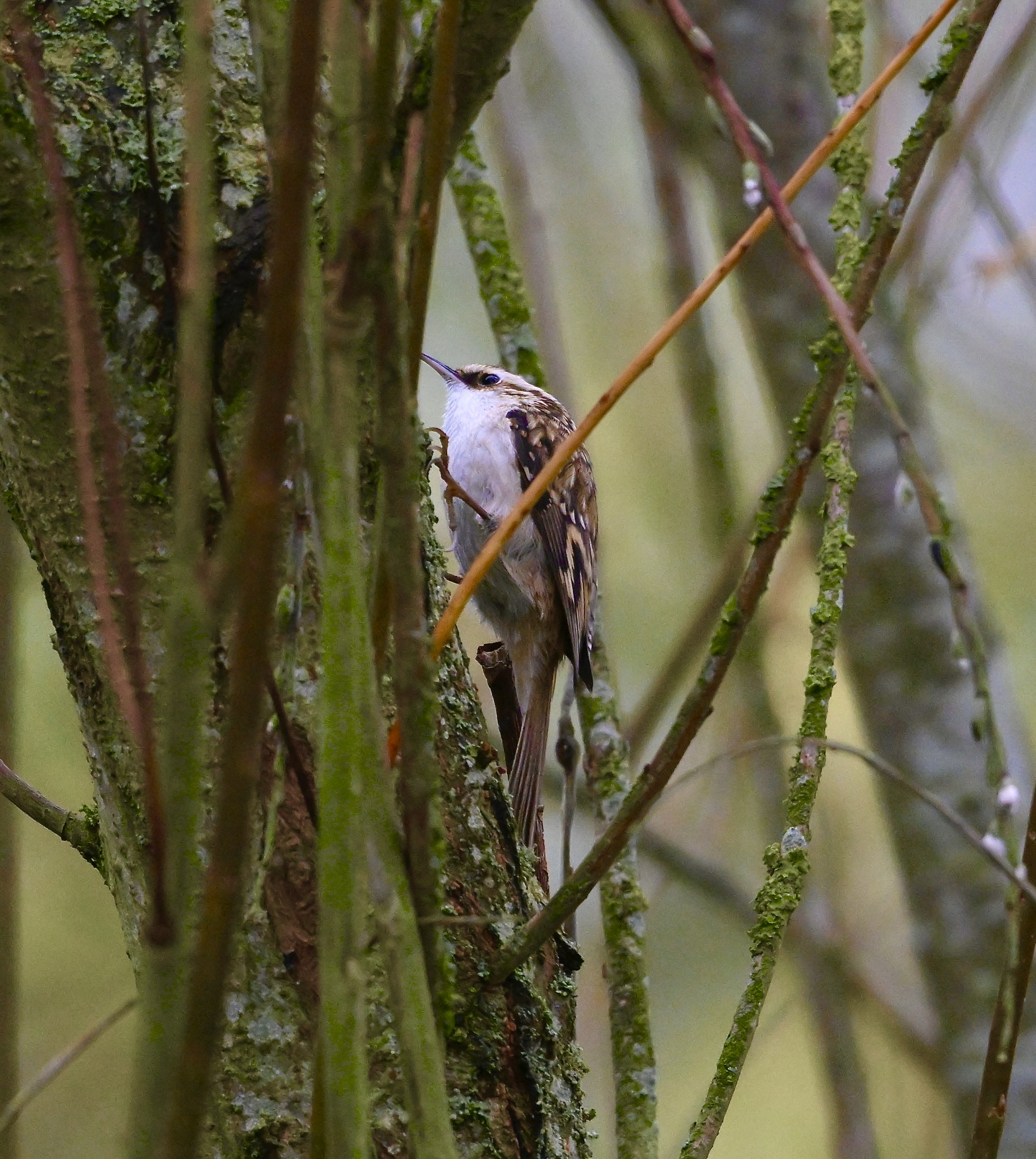 Treecreeper - 29-10-2025