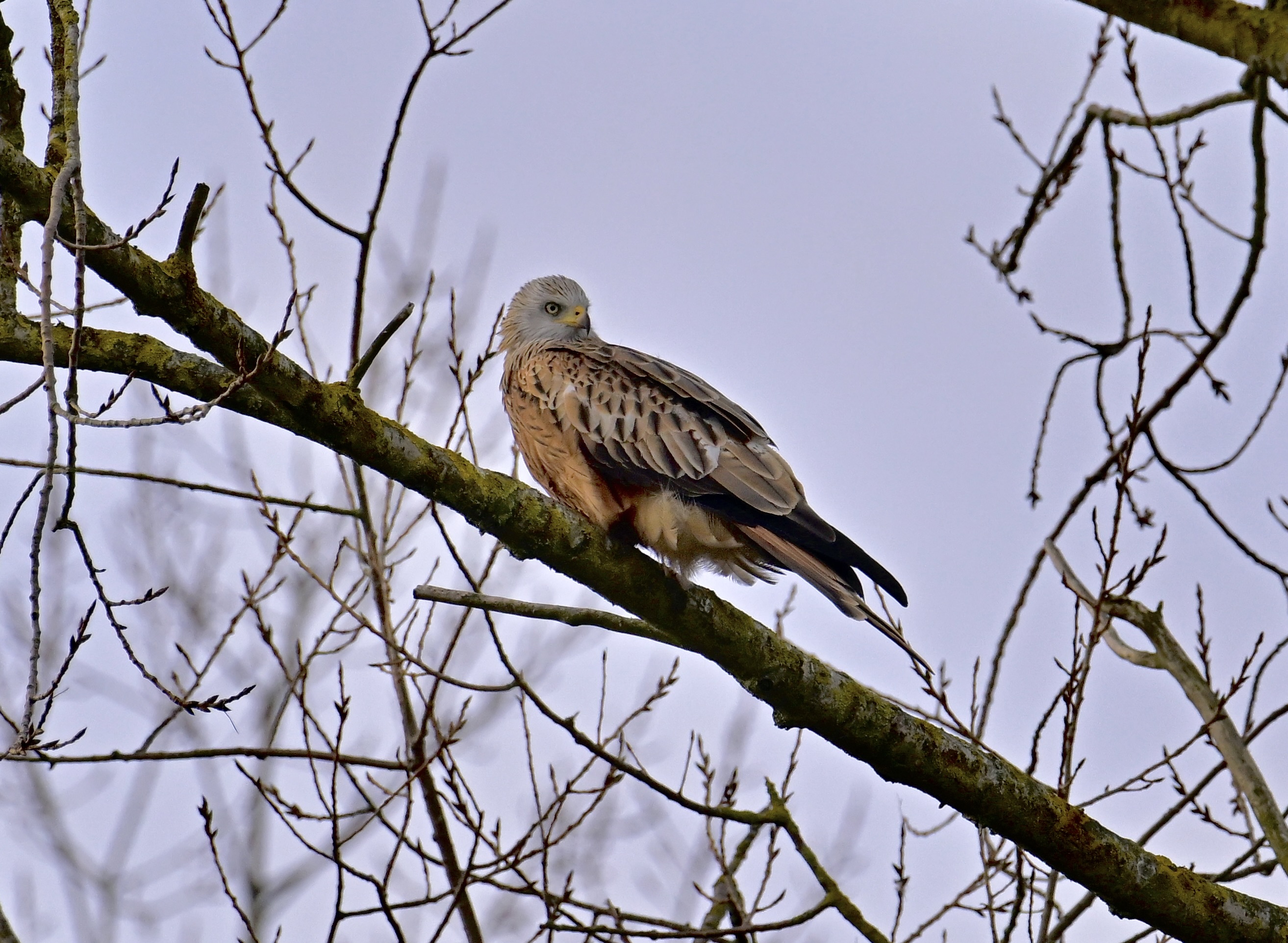 Red Kite - 31-01-2024