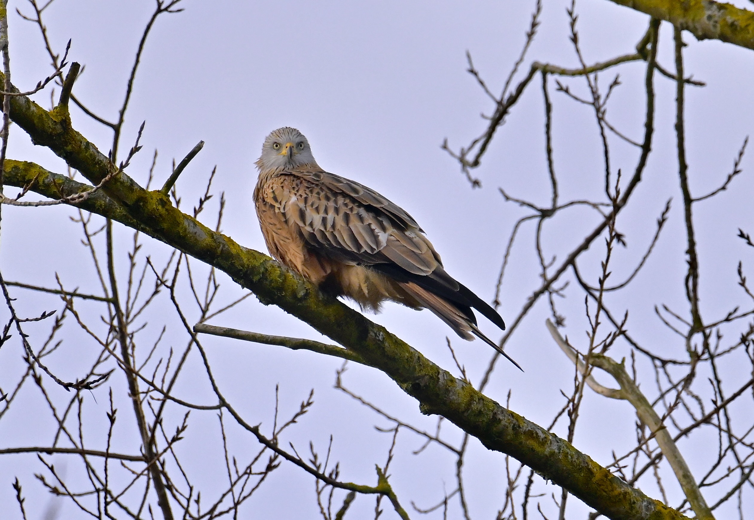 Red Kite - 31-01-2024