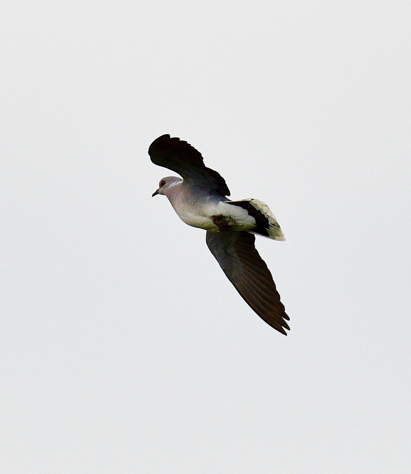 Turtle Dove - 22-05-2023