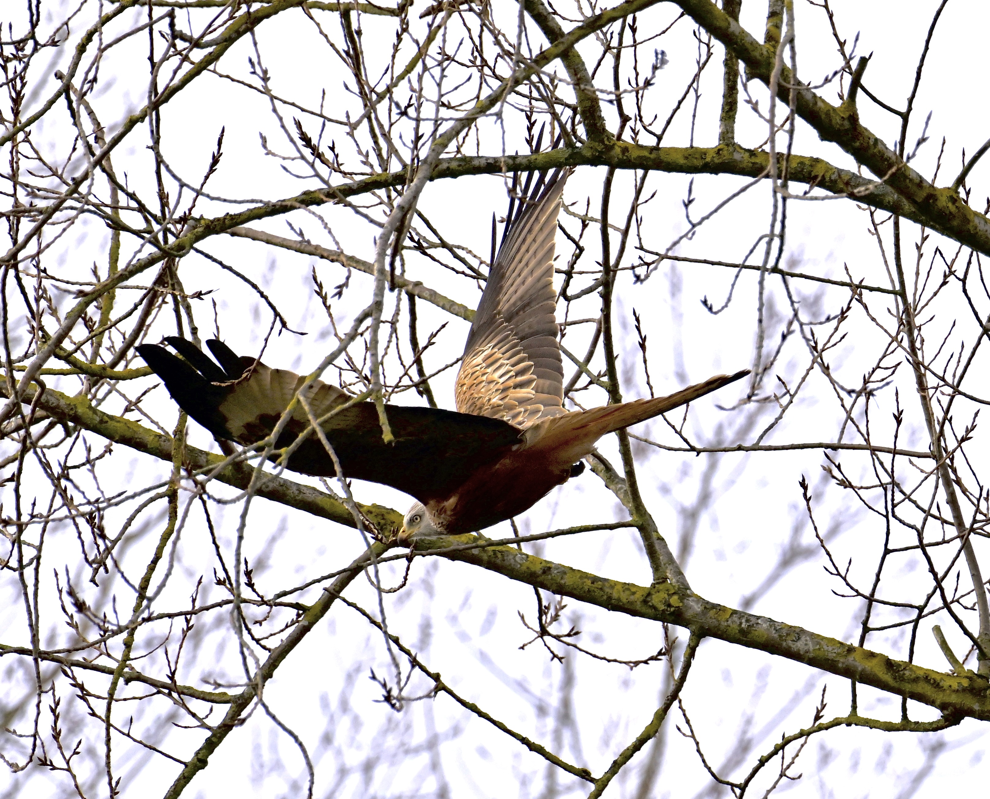 Red Kite - 31-01-2024